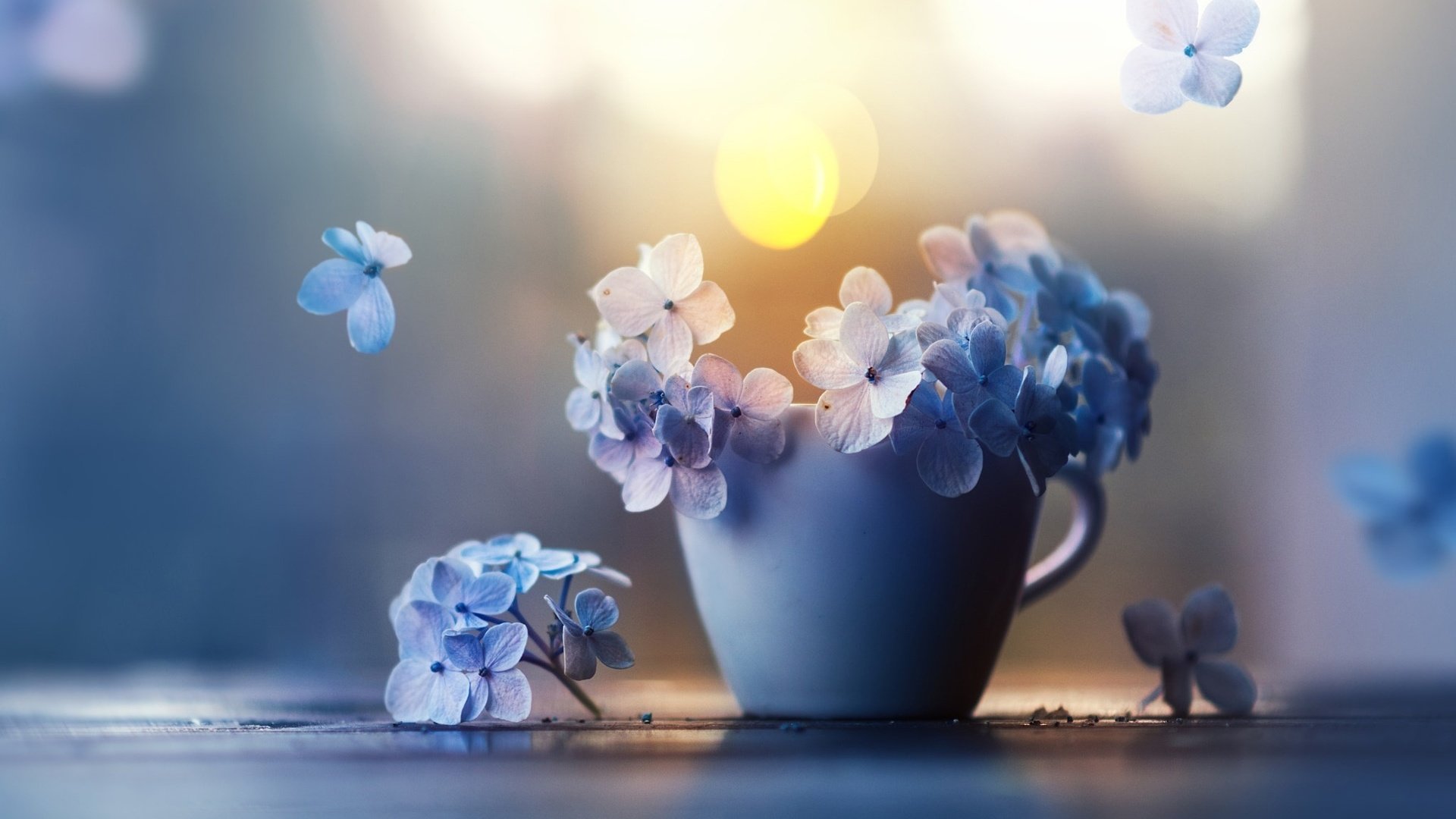 Обои цветы, лепестки, чашка, гортензия, ashraful arefin, flowers, petals, cup, hydrangea разрешение 2048x1366 Загрузить