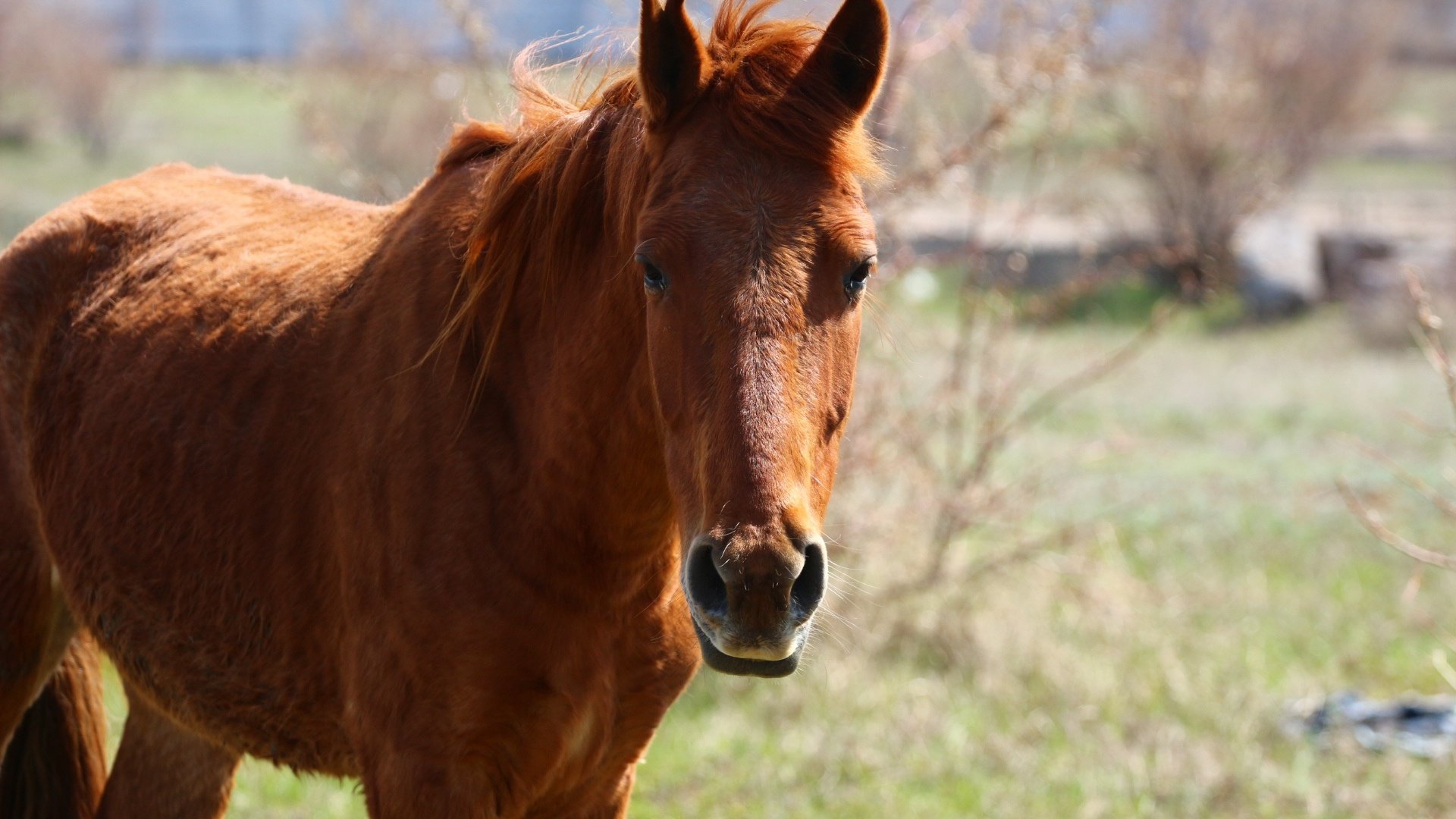 Обои лошадь, взгляд, конь, грива, степь, horse, look, mane, the steppe разрешение 1920x1280 Загрузить