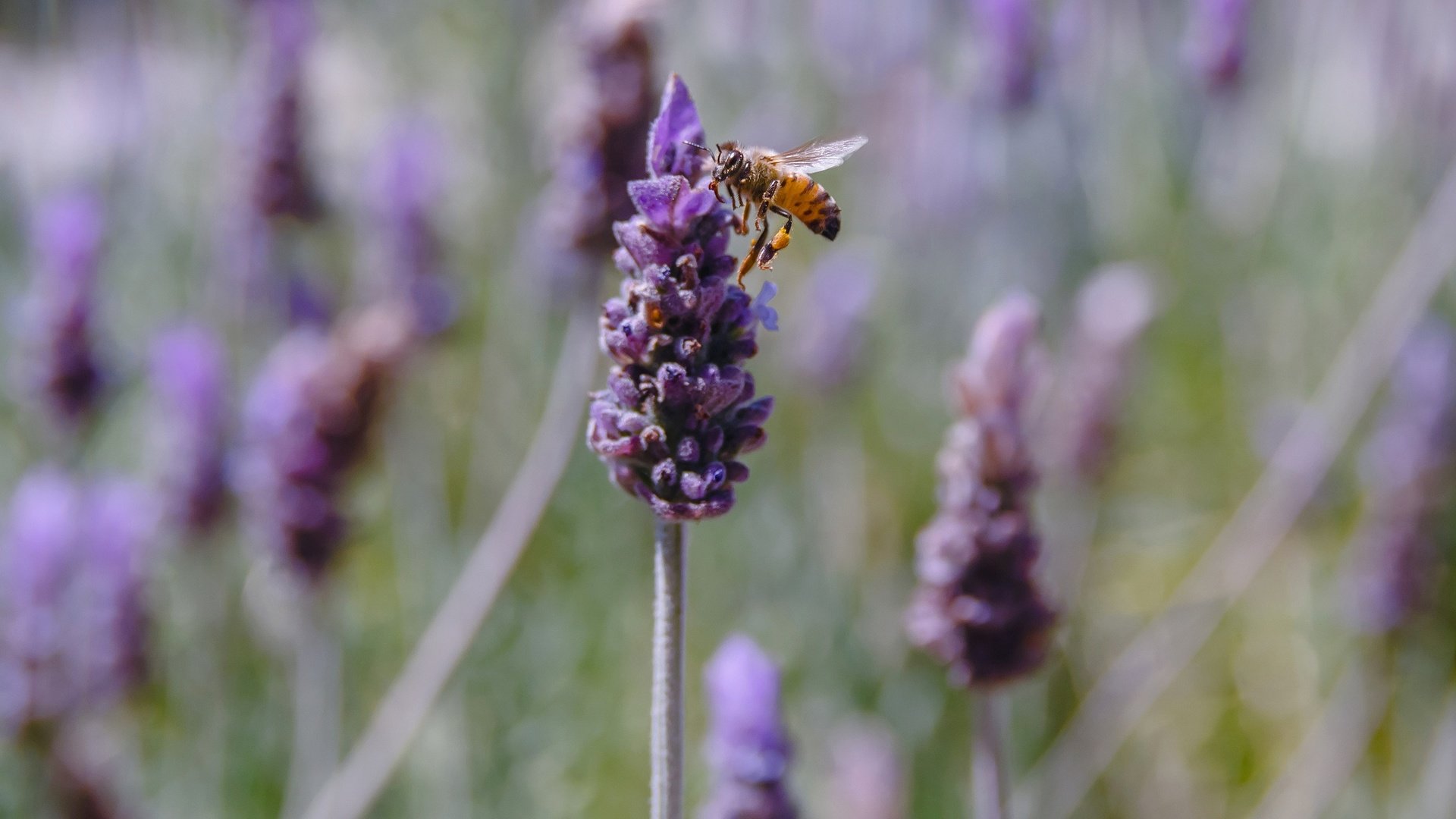 Обои цветы, насекомое, лаванда, пчела, flowers, insect, lavender, bee разрешение 2048x1299 Загрузить