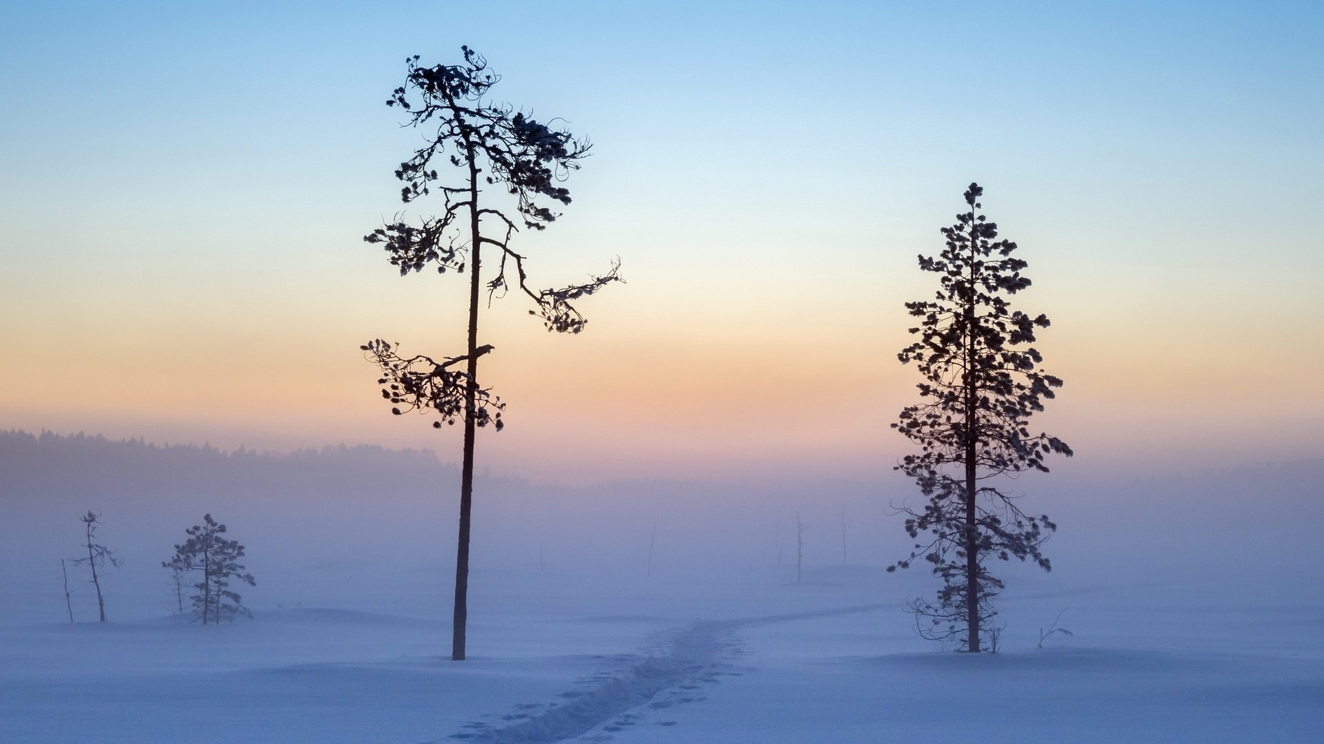 Обои деревья, снег, зима, утро, trees, snow, winter, morning разрешение 2560x1707 Загрузить