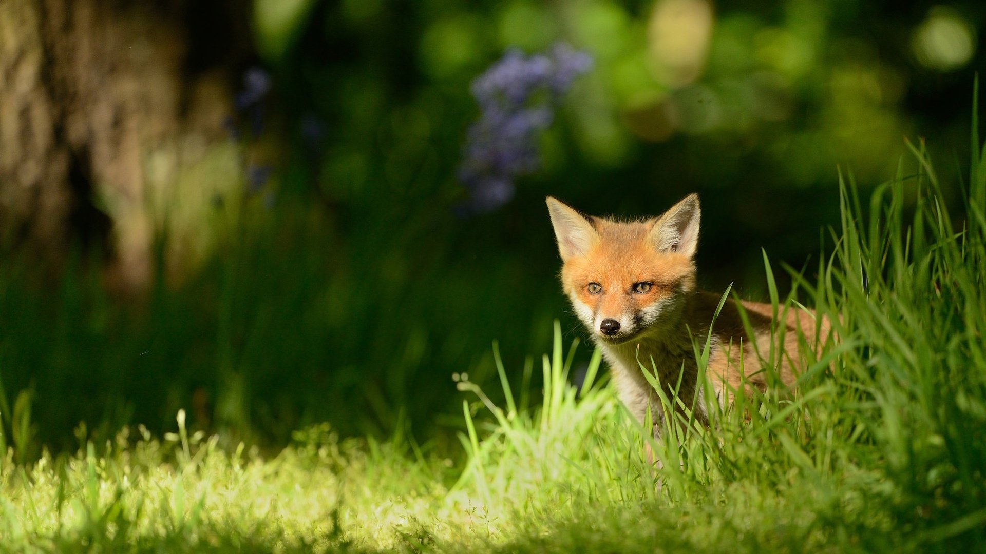 Обои трава, природа, лес, мордочка, лиса, лужайка, лисенок, grass, nature, forest, muzzle, fox, lawn разрешение 2048x1152 Загрузить