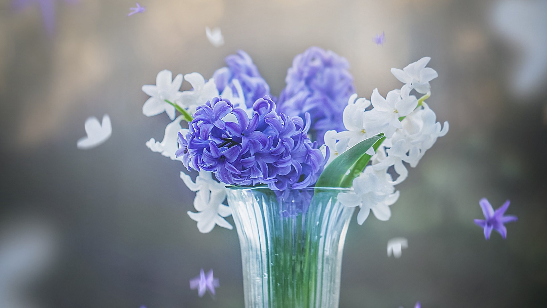 Обои цветы, весна, белые, синие, стакан, гиацинты, flowers, spring, white, blue, glass, hyacinths разрешение 2400x1955 Загрузить