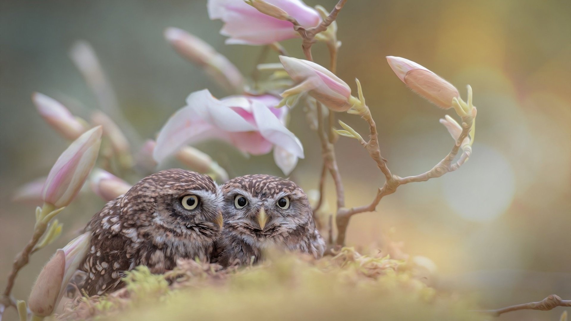 Обои цветы, бутоны, ветки, птицы, совы, tanja brandt, flowers, buds, branches, birds, owls разрешение 2048x1363 Загрузить