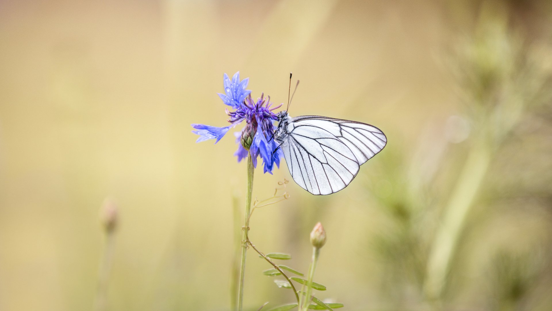 Обои насекомое, цветок, бабочка, крылья, размытость, василек, lena held, insect, flower, butterfly, wings, blur, cornflower разрешение 5172x3448 Загрузить