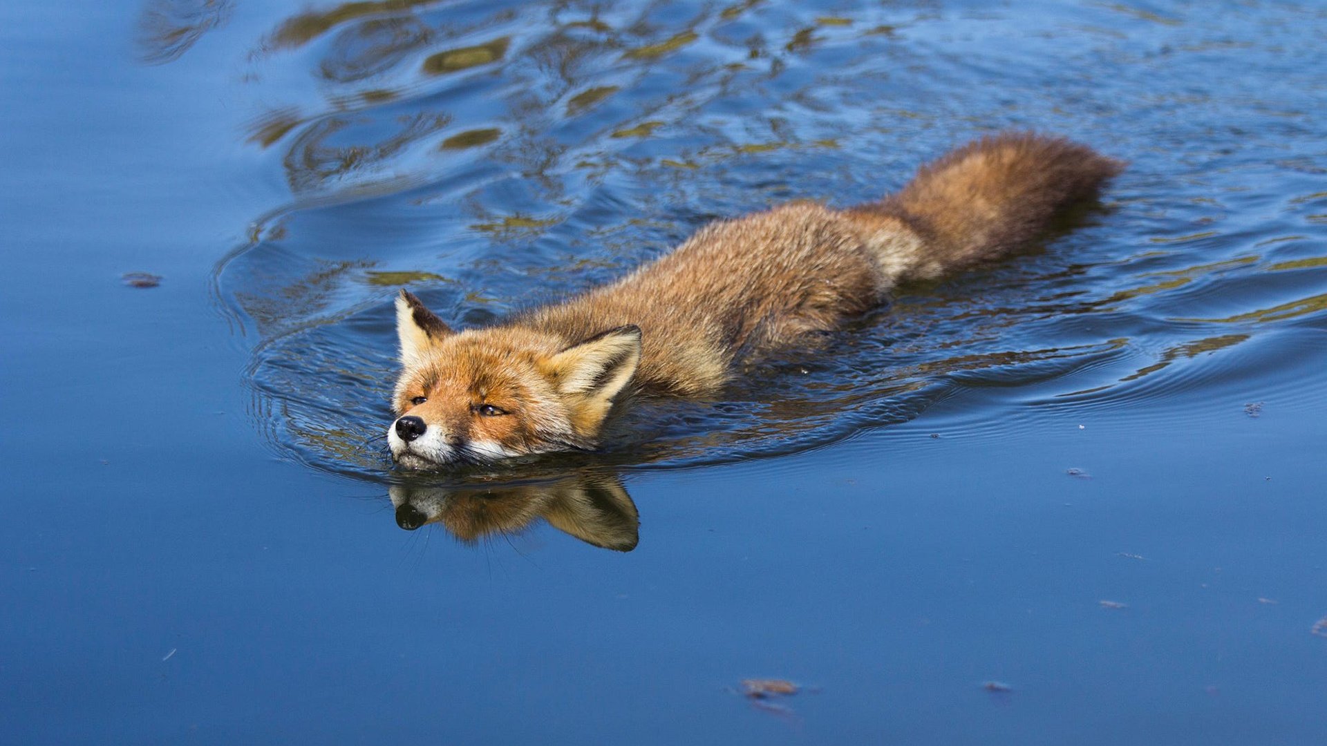 Обои вода, лиса, лисица, angela louwe, water, fox разрешение 1920x1200 Загрузить