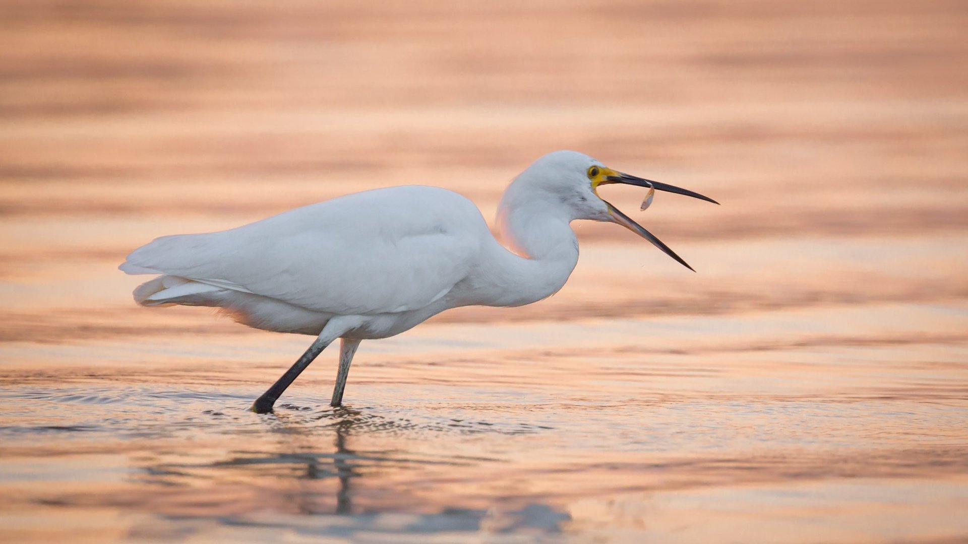 Обои вода, птица, клюв, цапля, белая цапля, water, bird, beak, heron, white egret разрешение 2000x1333 Загрузить