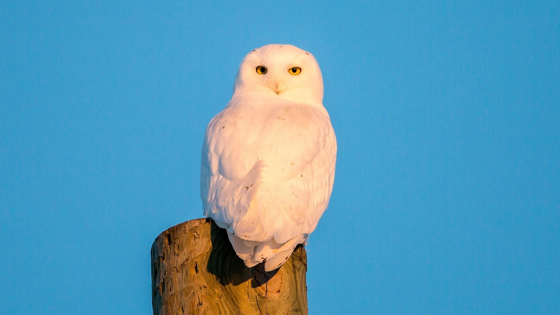 Обои небо, сова, птица, полярная сова, белая сова, the sky, owl, bird, snowy owl, white owl разрешение 2048x1365 Загрузить