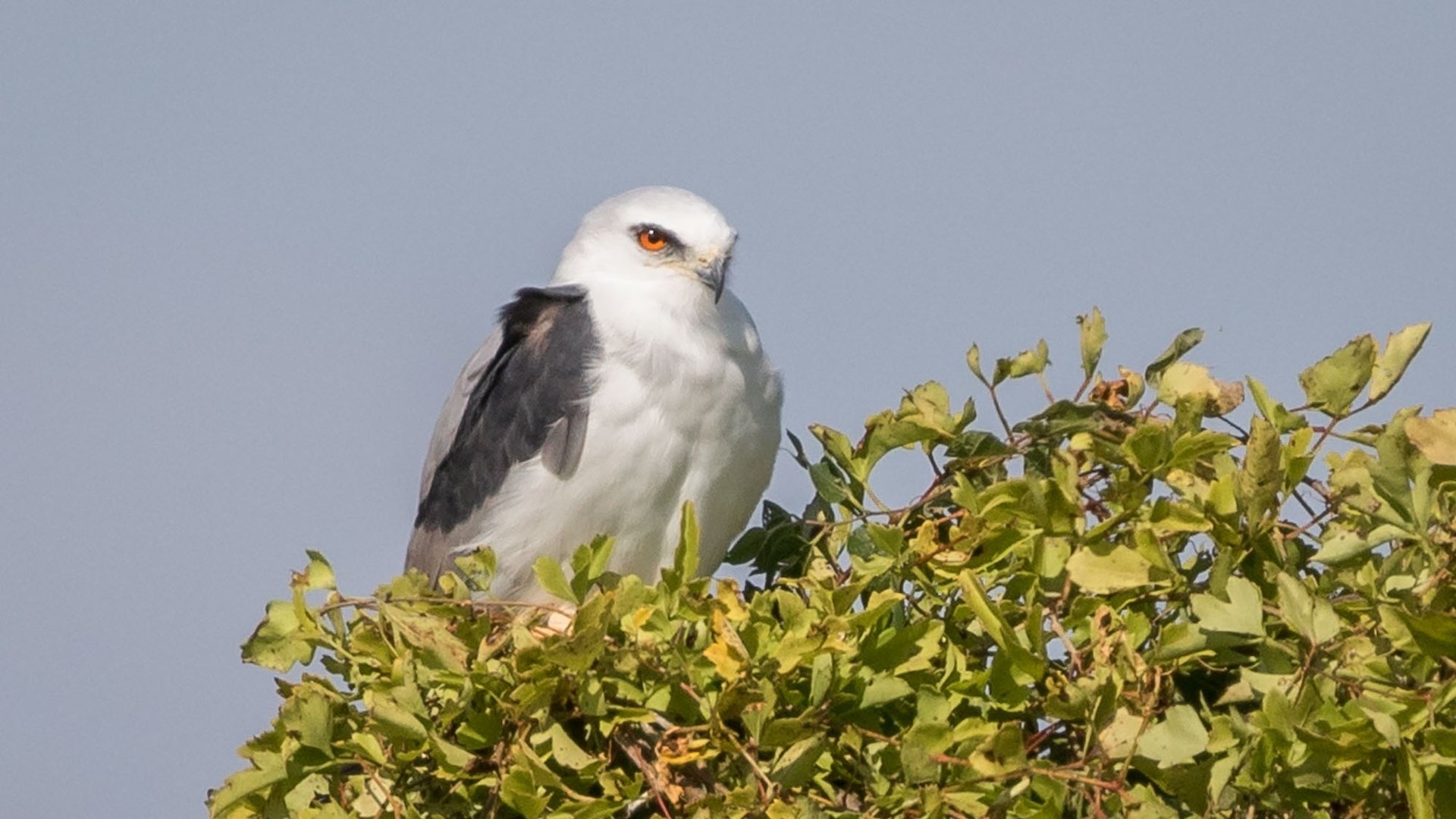 Обои дерево, листья, птица, коршун, белохвостый коршун, tree, leaves, bird, kite, white-tailed kite разрешение 2000x1333 Загрузить