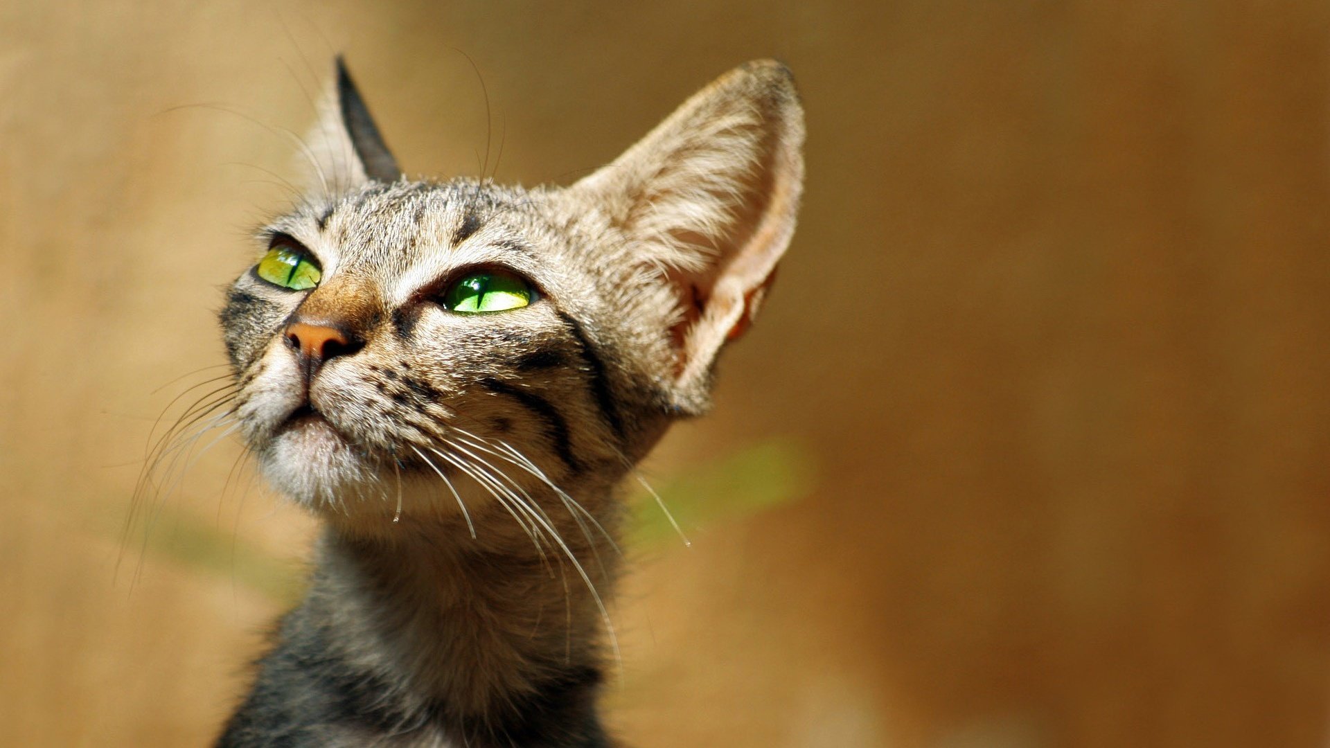 Обои кот, мордочка, усы, кошка, взгляд, ушки, зеленые глаза, cat, muzzle, mustache, look, ears, green eyes разрешение 1920x1200 Загрузить