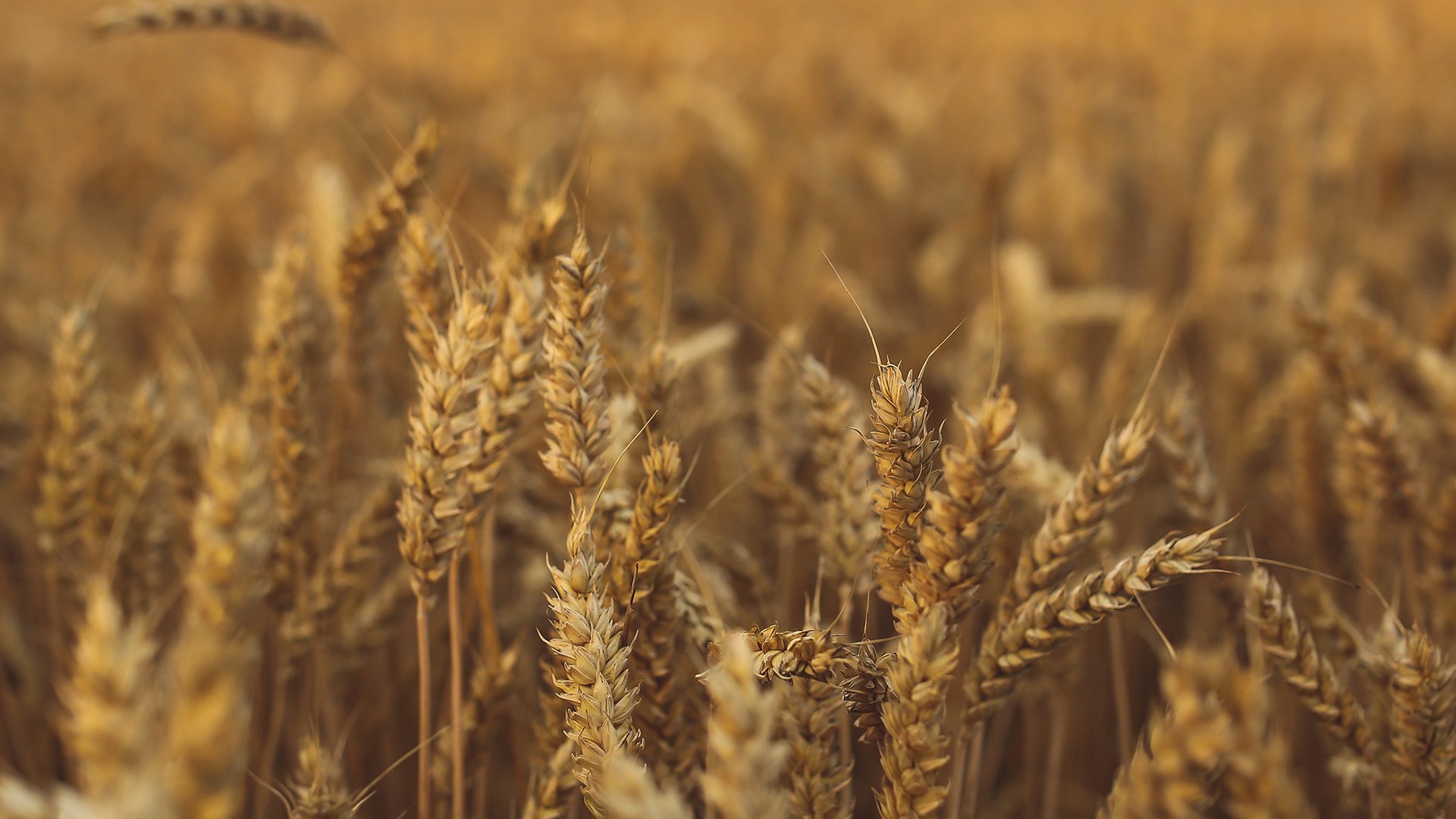 Обои природа, поле, колосья, пшеница, урожай, рожь, nature, field, ears, wheat, harvest, rye разрешение 2048x2048 Загрузить