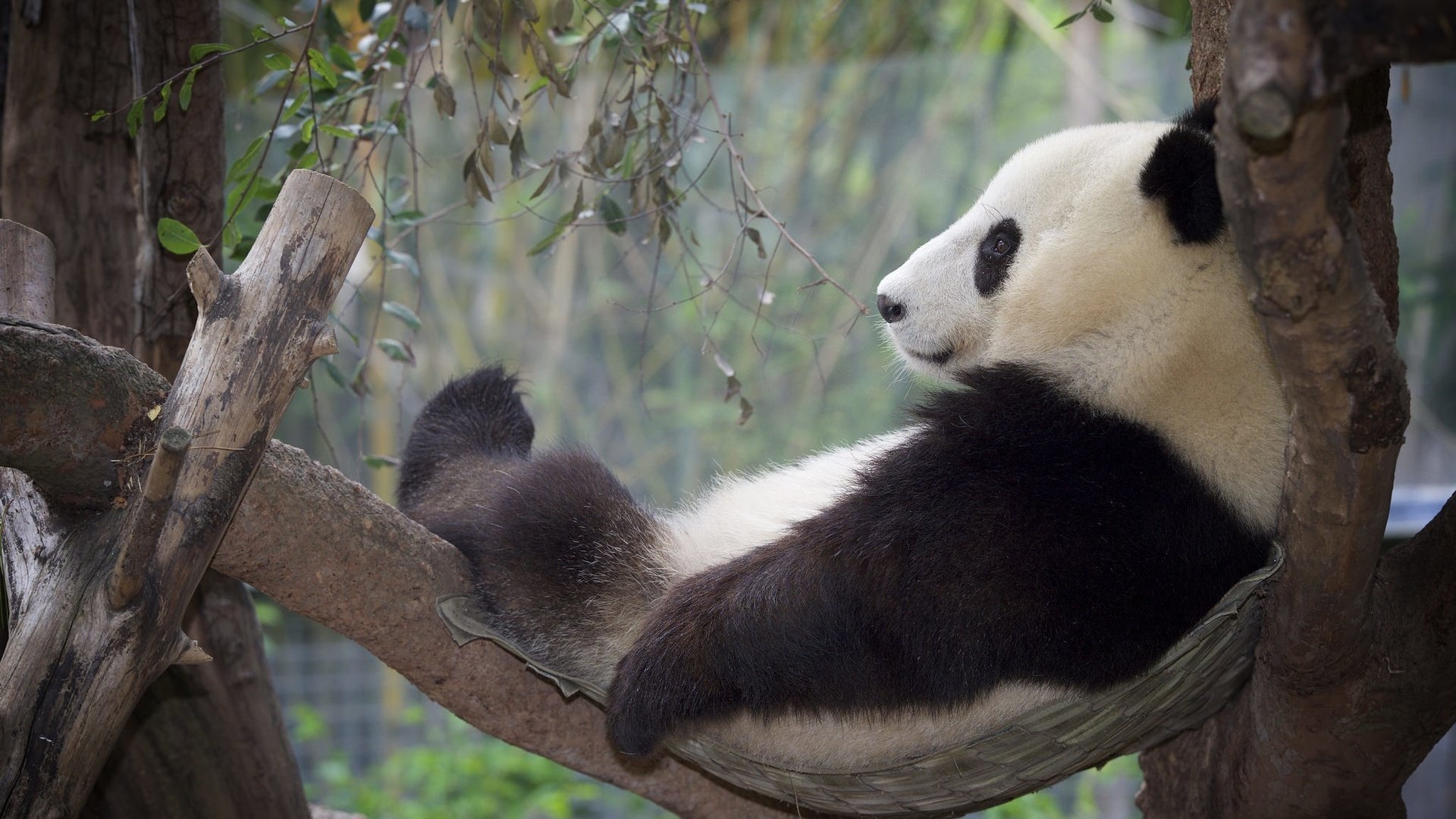 Обои дерево, панда, отдых, бамбуковый медведь, большая панда, tree, panda, stay, bamboo bear, the giant panda разрешение 2048x1365 Загрузить