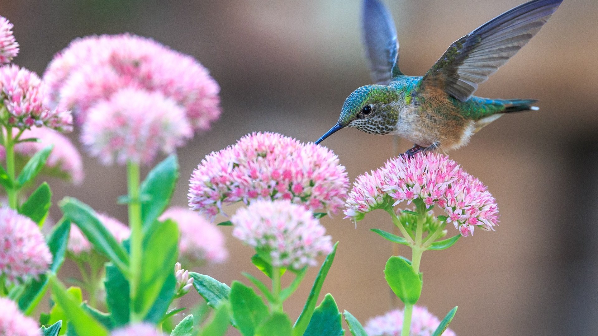 Обои цветы, крылья, птица, клюв, перья, колибри, крыдья, flowers, wings, bird, beak, feathers, hummingbird разрешение 2658x1772 Загрузить