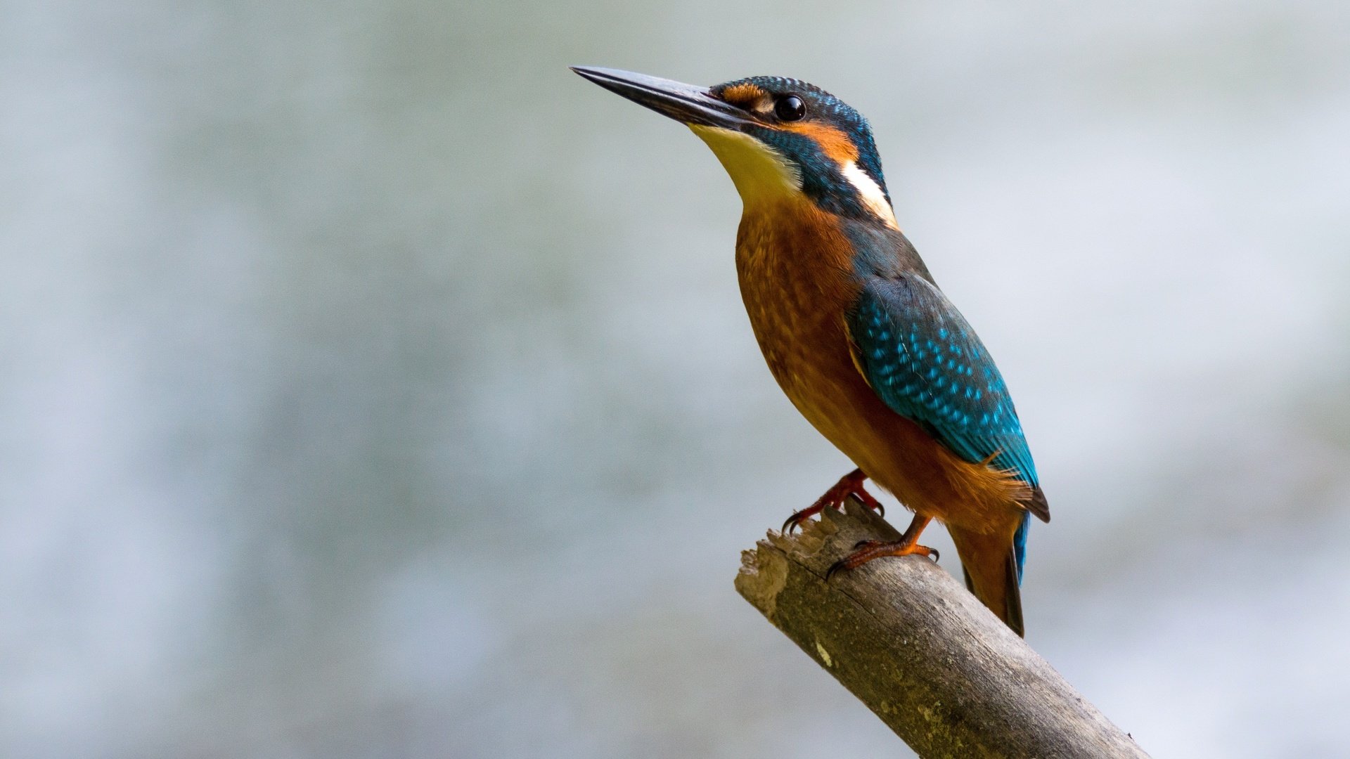 Обои птица, клюв, перья, боке, зимородок, bird, beak, feathers, bokeh, kingfisher разрешение 3886x2186 Загрузить