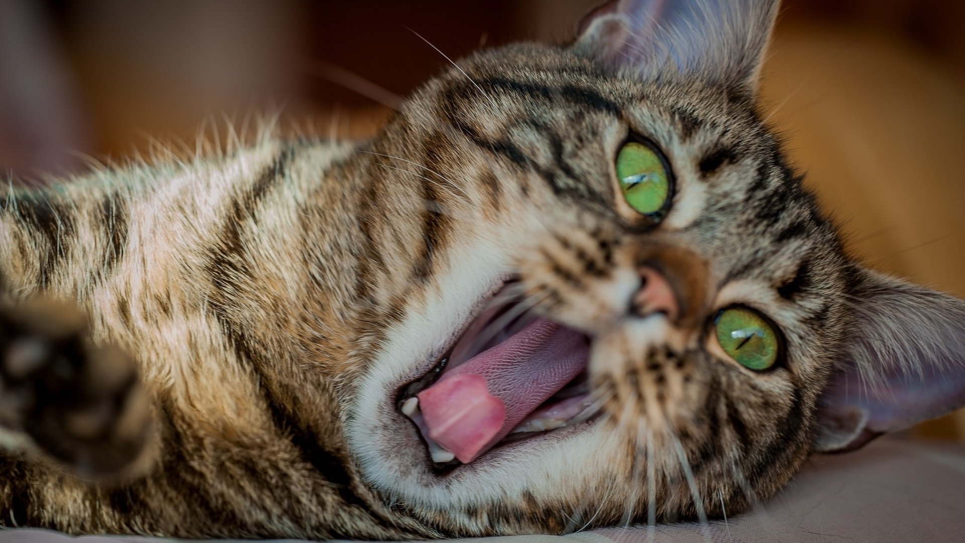 Зевающие Коты