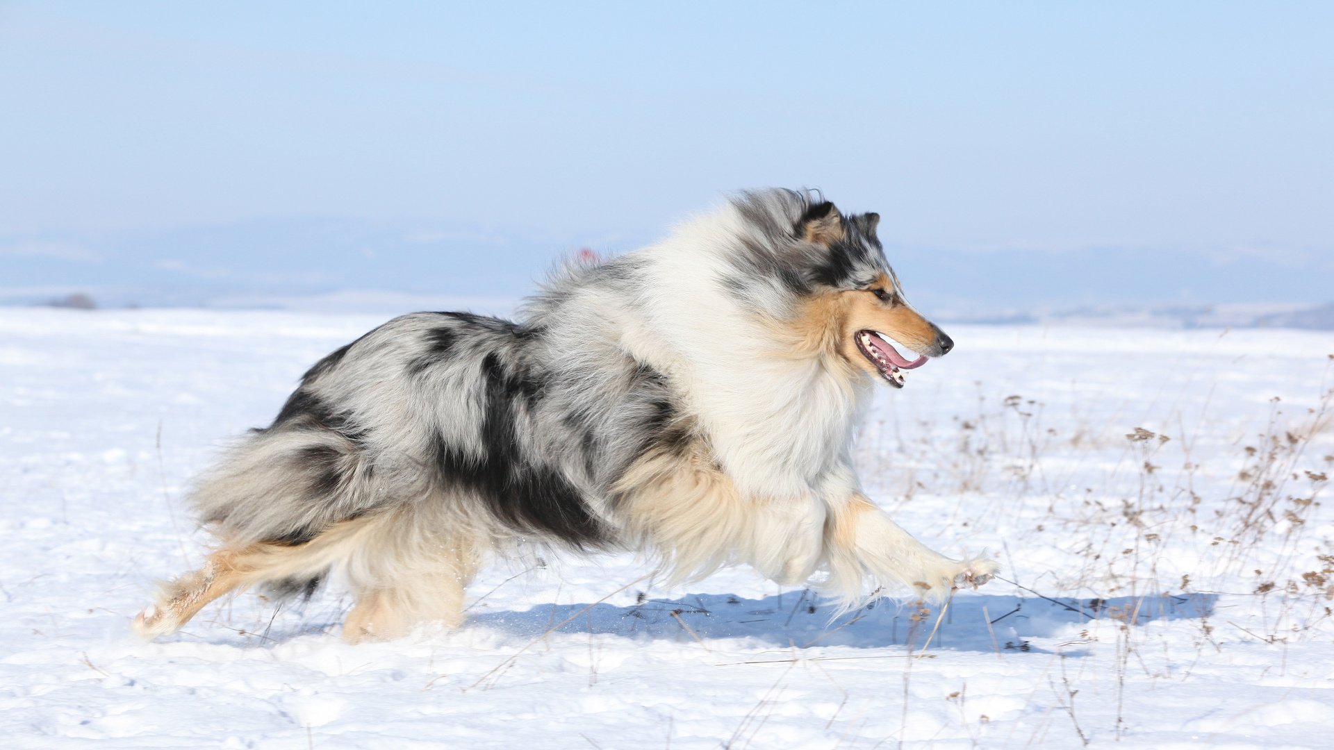 Обои снег, поле, собака, колли, шотландская овчарка, snow, field, dog, collie, scottish shepherd разрешение 3840x2400 Загрузить