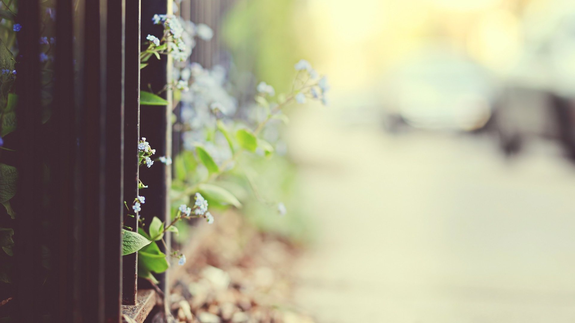 Обои цветы, макро, забор, боке, flowers, macro, the fence, bokeh разрешение 1920x1200 Загрузить