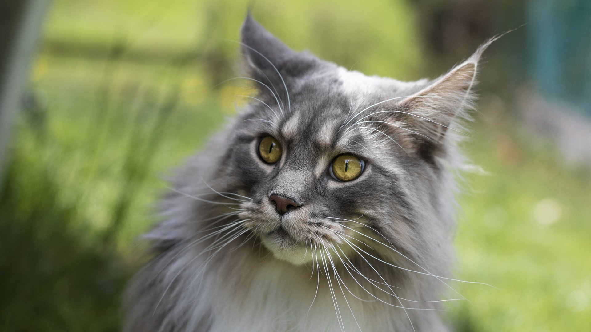 Обои глаза, фон, кот, усы, кошка, взгляд, мейн-кун, eyes, background, cat, mustache, look, maine coon разрешение 1920x1200 Загрузить