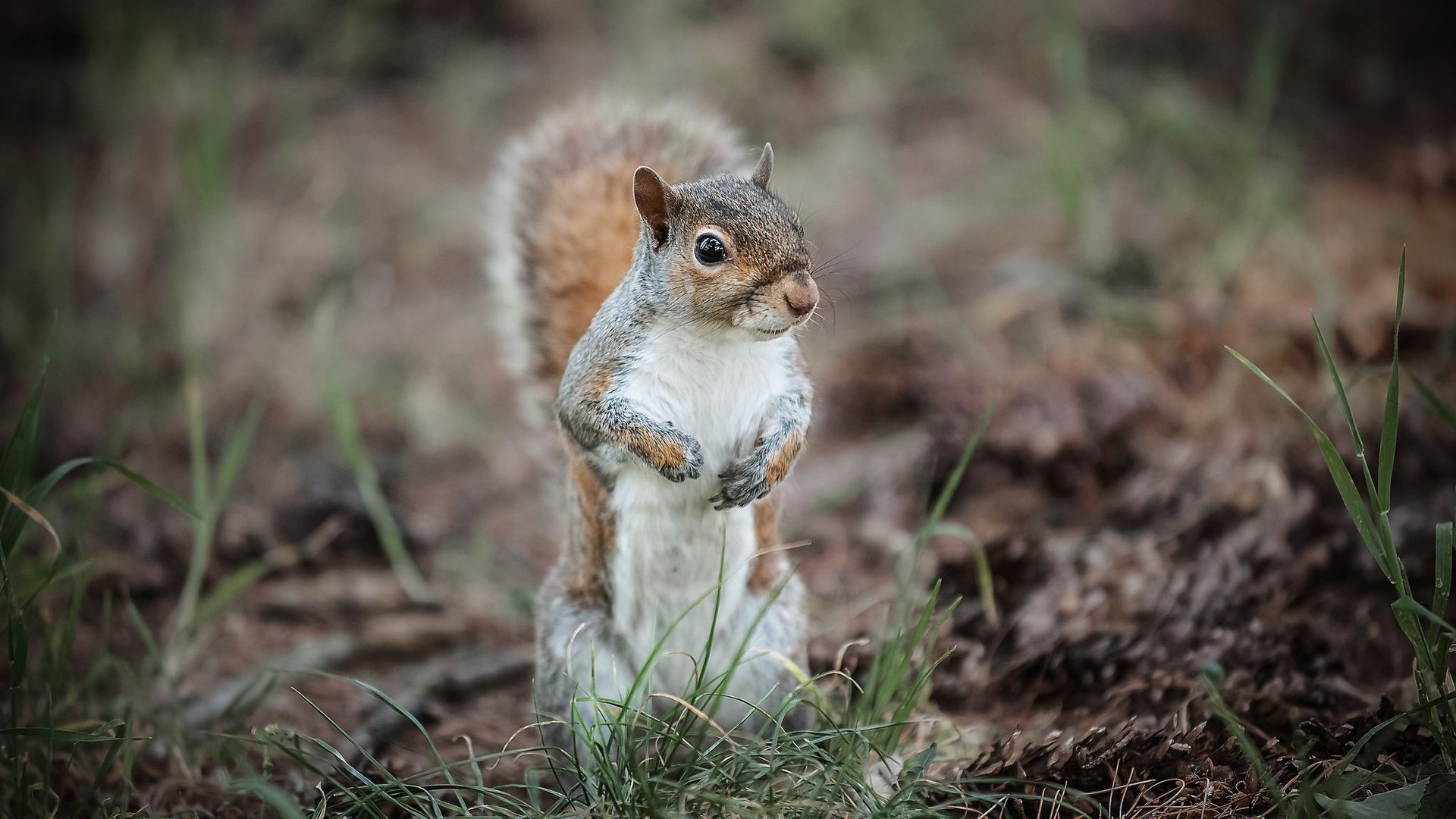 Обои трава, животное, белка, зверек, хвост, белочка, грызун, grass, animal, protein, tail, squirrel, rodent разрешение 2048x1365 Загрузить