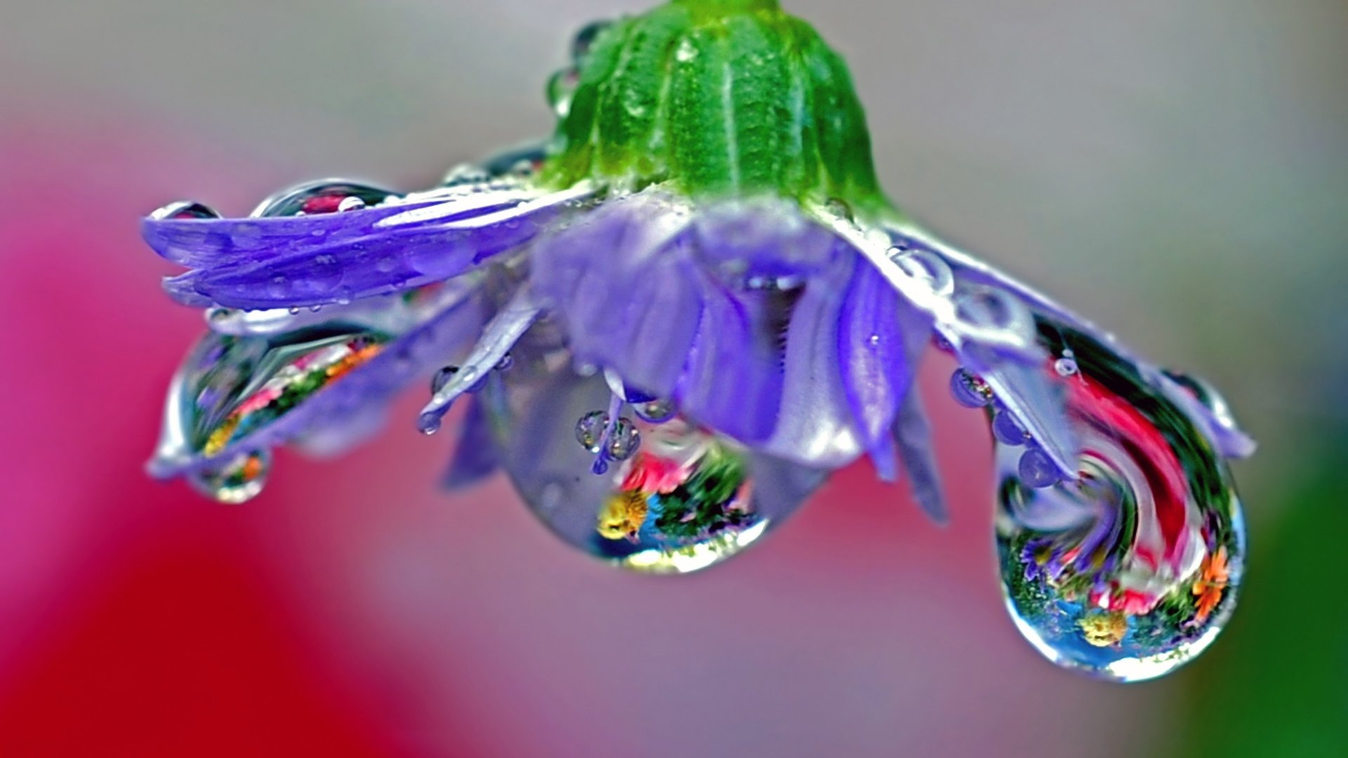 Обои макро, отражение, цветок, роса, лепестки, голубой, macro, reflection, flower, rosa, petals, blue разрешение 2560x1600 Загрузить