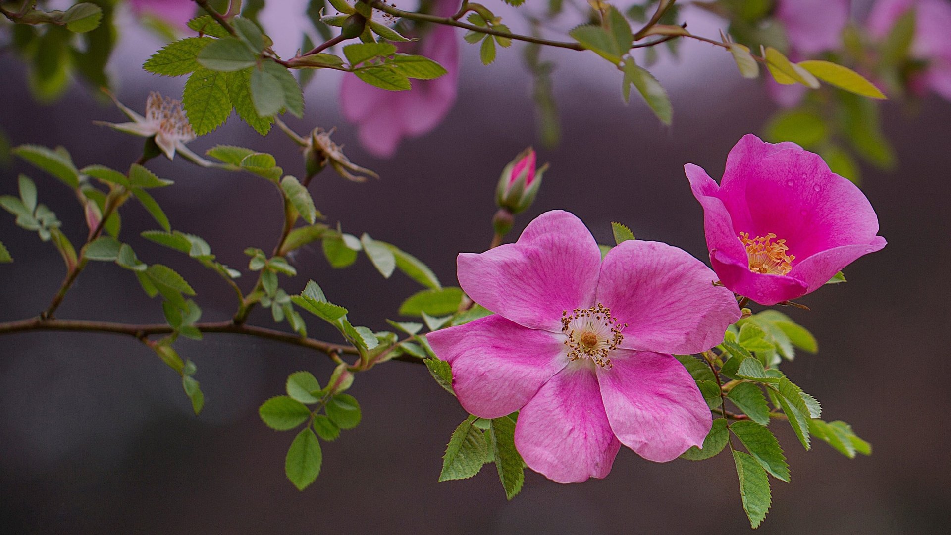 Обои цветы, розовые, ветка, природа, цветение, листья, роза, лепестки, шиповник, flowers, pink, branch, nature, flowering, leaves, rose, petals, briar разрешение 2048x1152 Загрузить