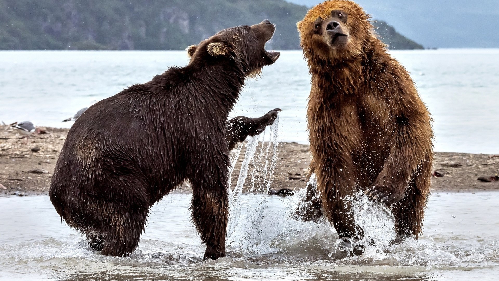 Обои вода, река, медведь, брызги, медведи, два медведя, water, river, bear, squirt, bears, two bears разрешение 2000x1264 Загрузить