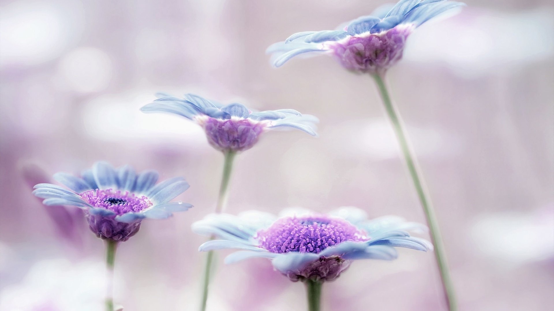 Обои макро, лепестки, стебли, сиреневый, аргирантемум, macro, petals, stems, lilac, argyranthemum разрешение 2048x1366 Загрузить