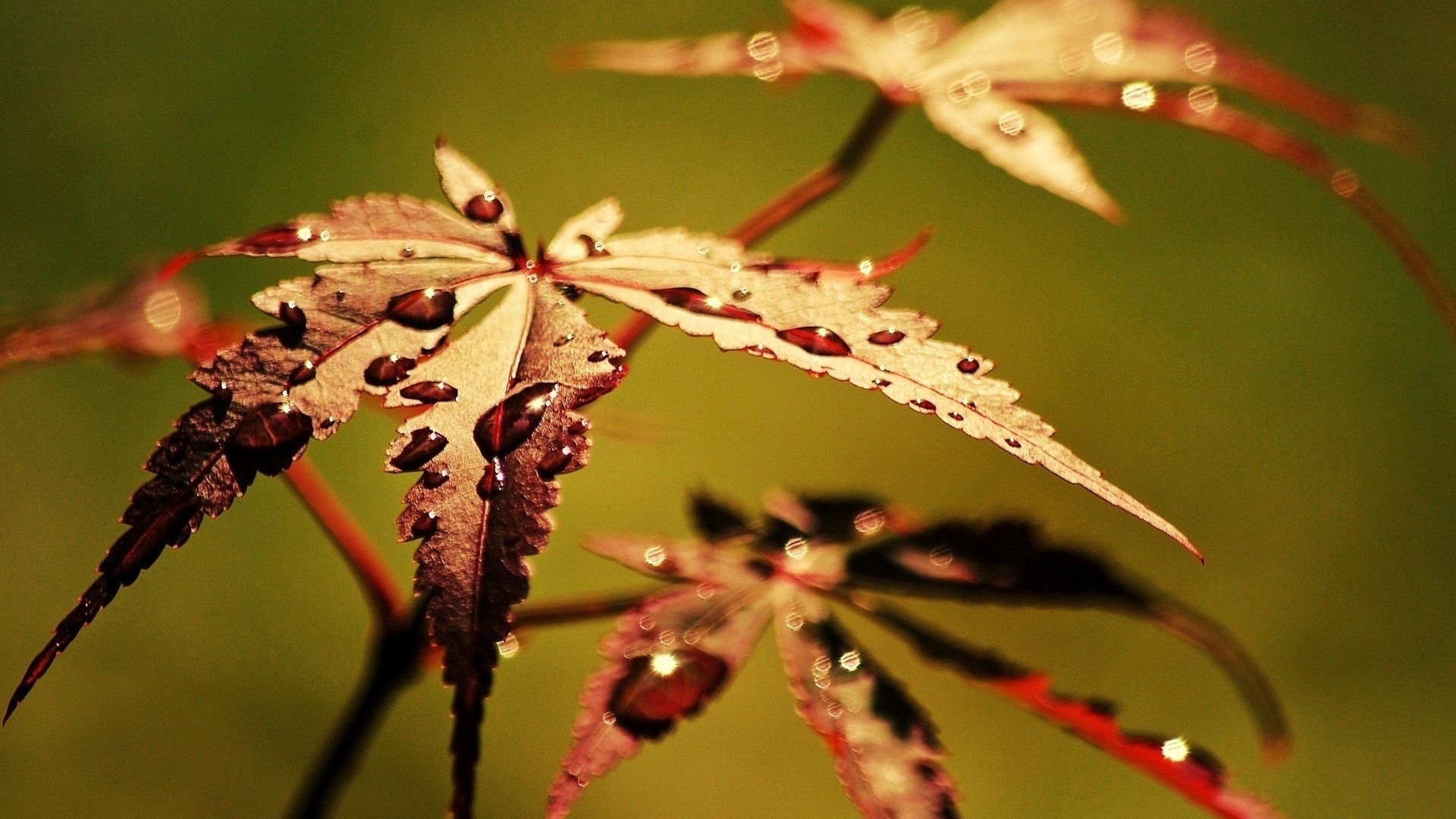 Обои листья, макро, роса, капли, осень, leaves, macro, rosa, drops, autumn разрешение 1920x1200 Загрузить