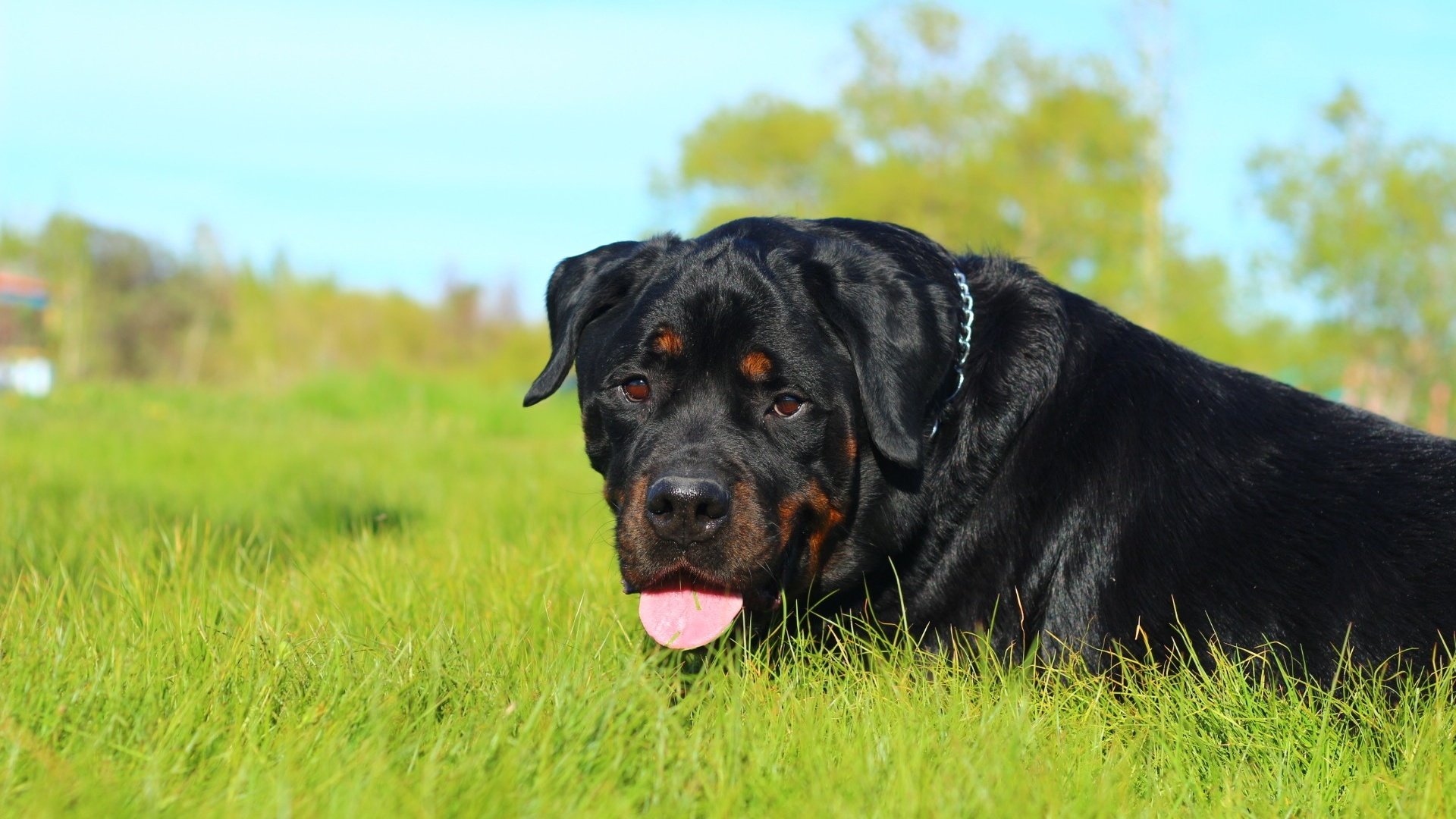 Обои морда, трава, природа, собака, язык, ротвейлер, face, grass, nature, dog, language, rottweiler разрешение 1920x1200 Загрузить