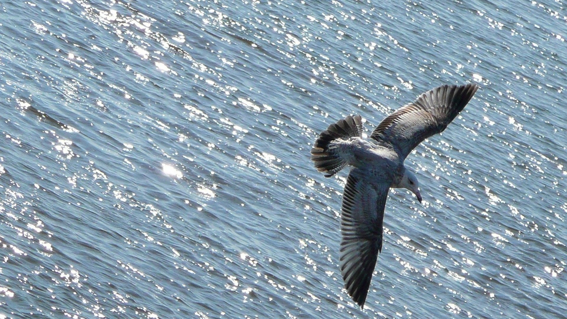 Обои вода, полет, чайка, океан, птица, животное, water, flight, seagull, the ocean, bird, animal разрешение 1920x1280 Загрузить