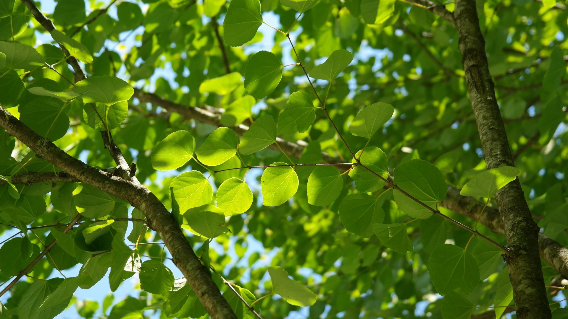 Обои небо, природа, дерево, листья, ветви, лист, зеленые листья, the sky, nature, tree, leaves, branch, sheet, green leaves разрешение 5472x3648 Загрузить