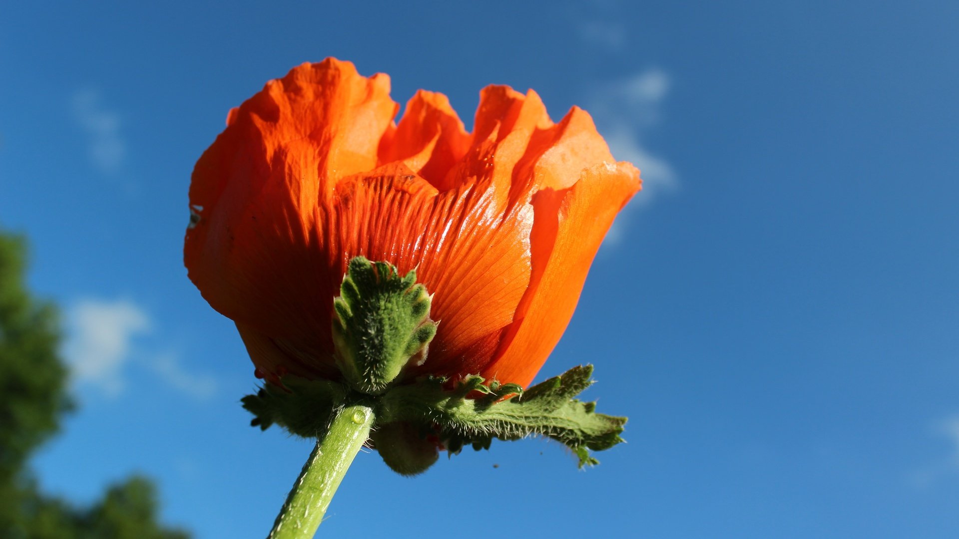 Обои небо, природа, цветок, красный, мак, макросъемка, стебель, the sky, nature, flower, red, mac, macro, stem разрешение 5184x3456 Загрузить