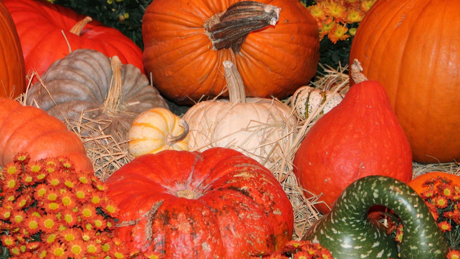 Обои осень, урожай, овощи, тыквы, тыква, плоды осени, autumn, harvest, vegetables, pumpkin, fruits fall разрешение 4272x2848 Загрузить