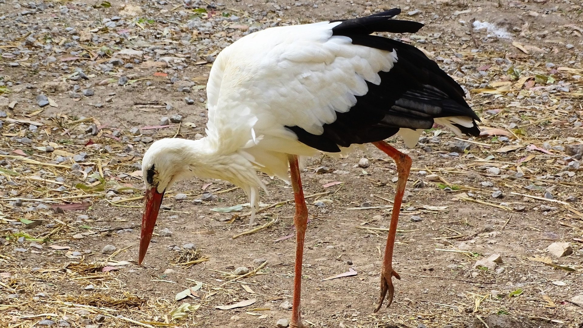 Обои земля, птица, клюв, прогулка, перья, аист, белый аист, earth, bird, beak, walk, feathers, stork разрешение 2500x1675 Загрузить