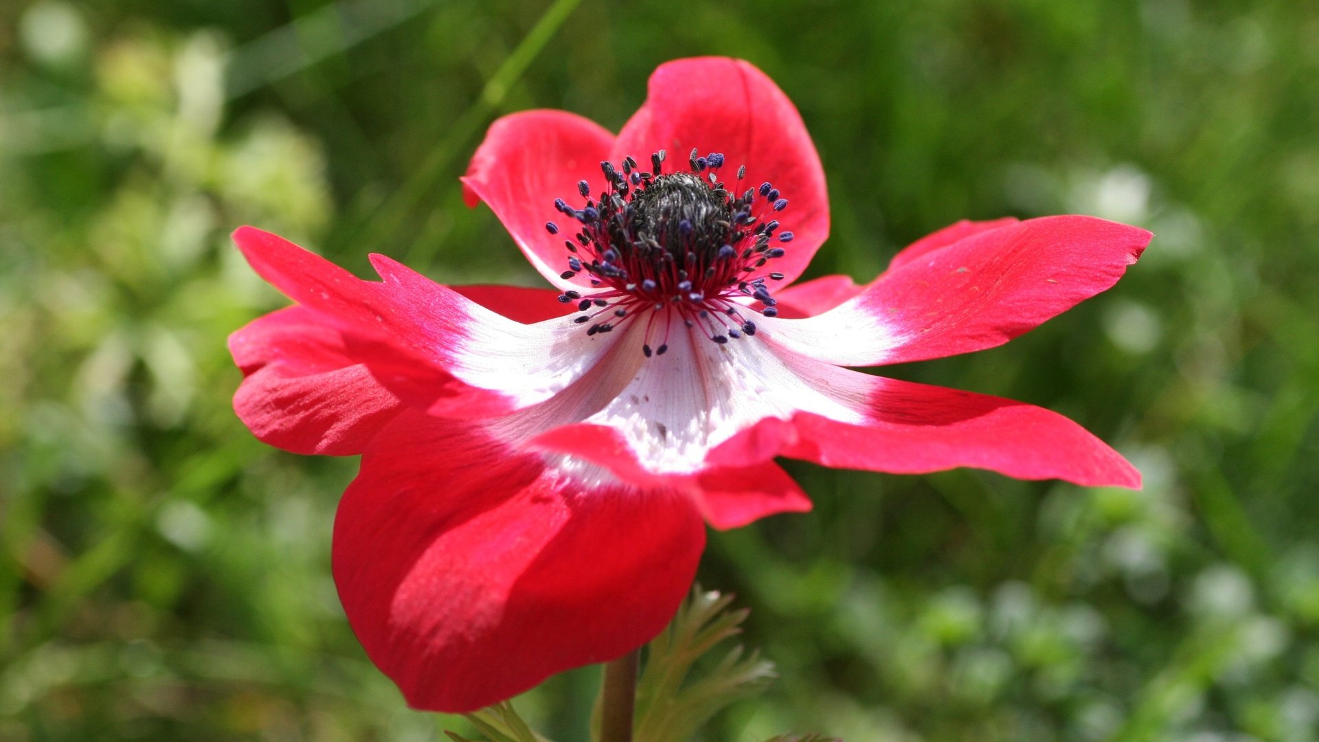 Обои природа, цветок, лепестки, анемон, nature, flower, petals, anemone разрешение 3456x2304 Загрузить