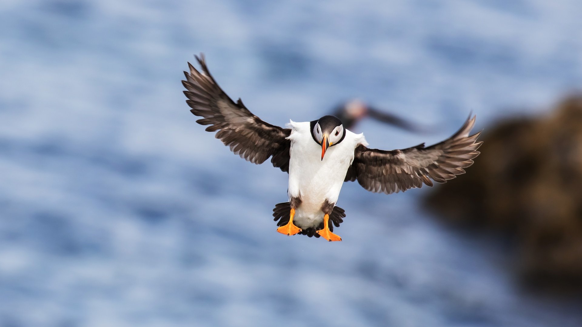 Обои море, полет, крылья, птица, клюв, перья, тупик, sea, flight, wings, bird, beak, feathers, stalled разрешение 4268x2401 Загрузить