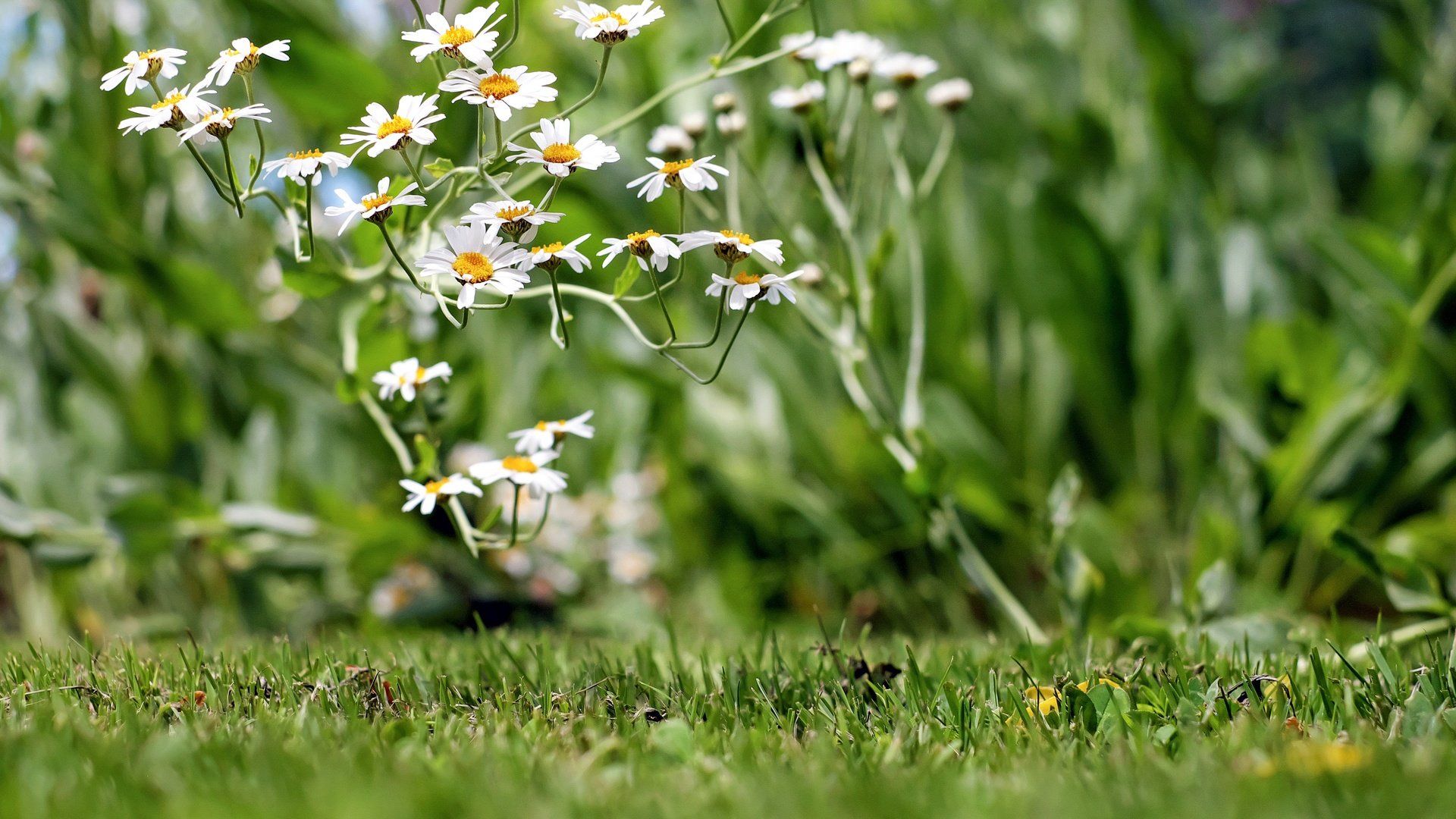 Обои цветы, трава, лепестки, ромашки, белые, полевые цветы, боке, flowers, grass, petals, chamomile, white, wildflowers, bokeh разрешение 4896x3264 Загрузить