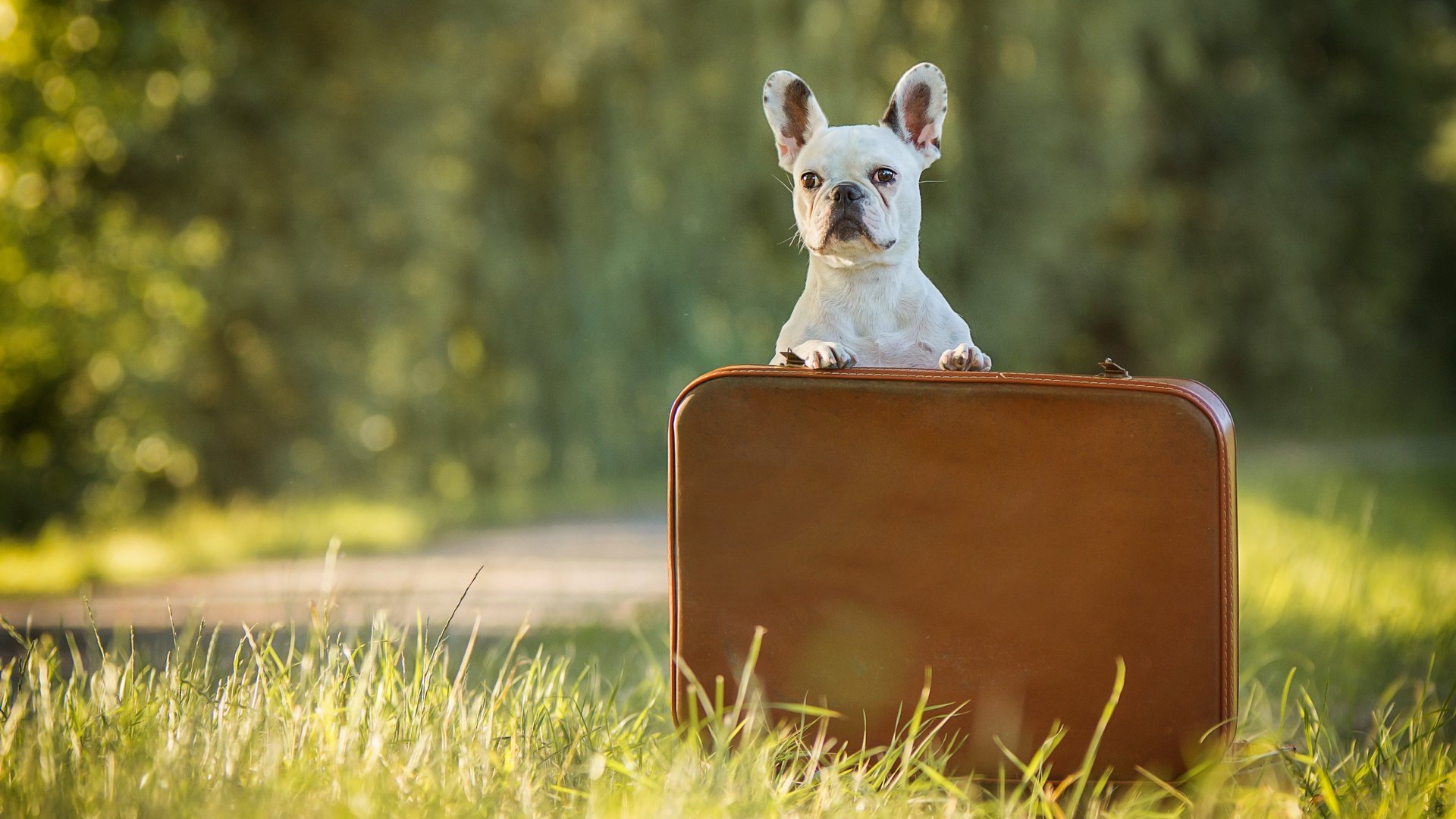 Обои трава, собака, бульдог, кейс, французский бульдог, grass, dog, bulldog, case, french bulldog разрешение 3600x2400 Загрузить