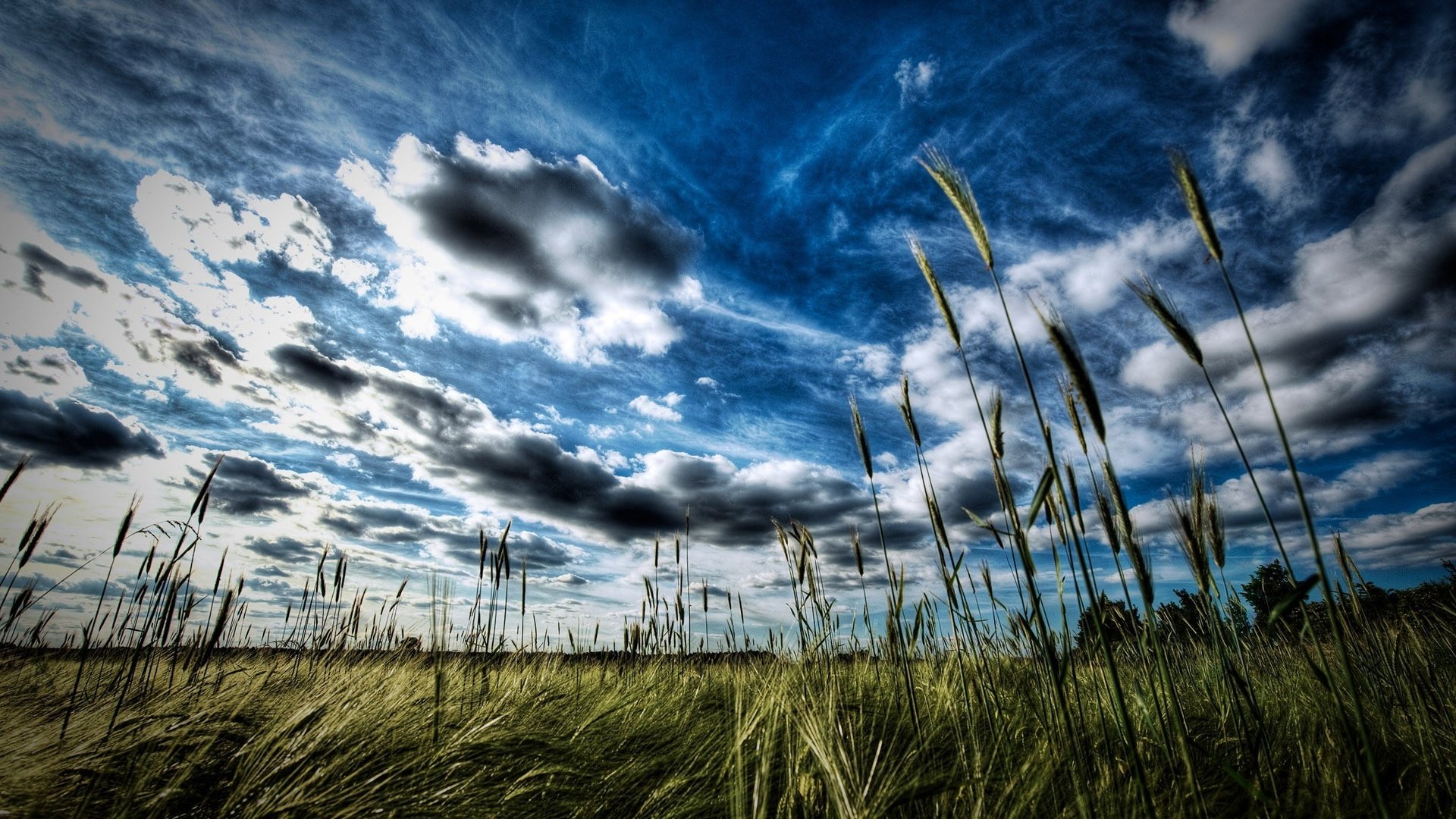 Обои небо, трава, облака, вечер, горизонт, луг, колосья, the sky, grass, clouds, the evening, horizon, meadow, ears разрешение 1920x1200 Загрузить