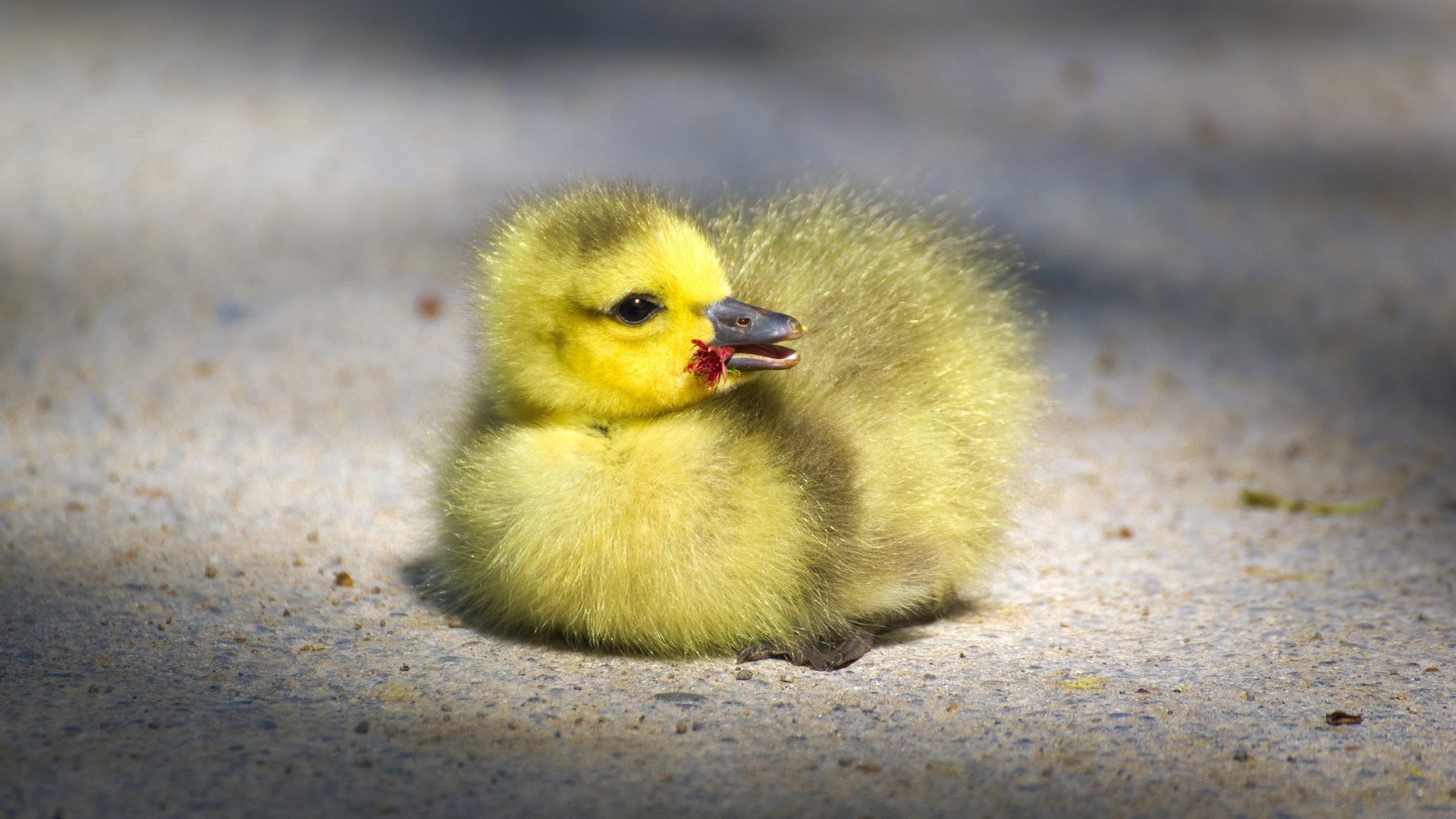 Обои птенец, маленький, птица, клюв, малыш, гусь, глазки, гусенок, chick, small, bird, beak, baby, goose, eyes, gosling разрешение 4176x2349 Загрузить