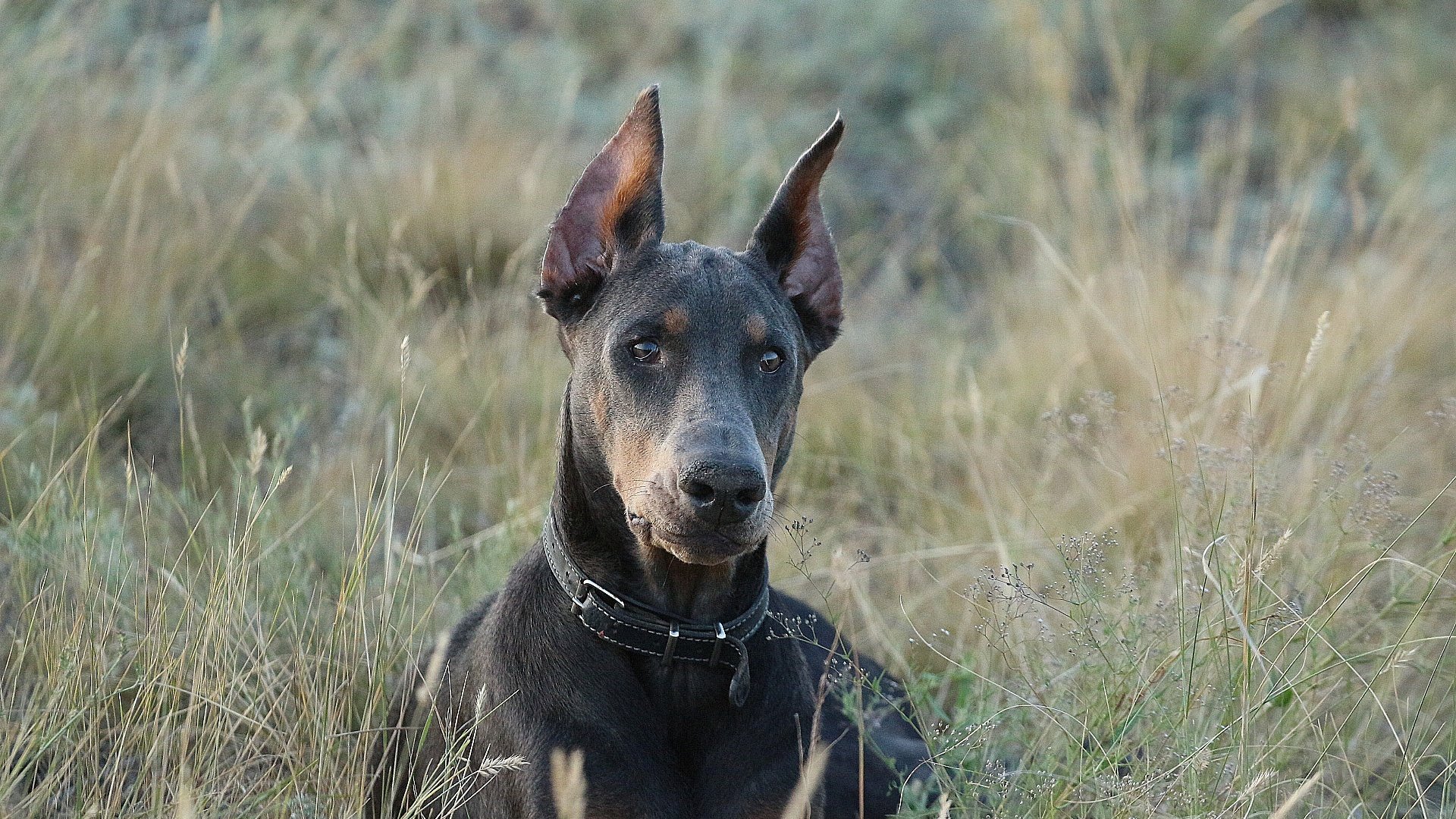 Обои взгляд, собака, друг, ошейник, доберман, травинки, look, dog, each, collar, doberman, grass разрешение 1920x1280 Загрузить