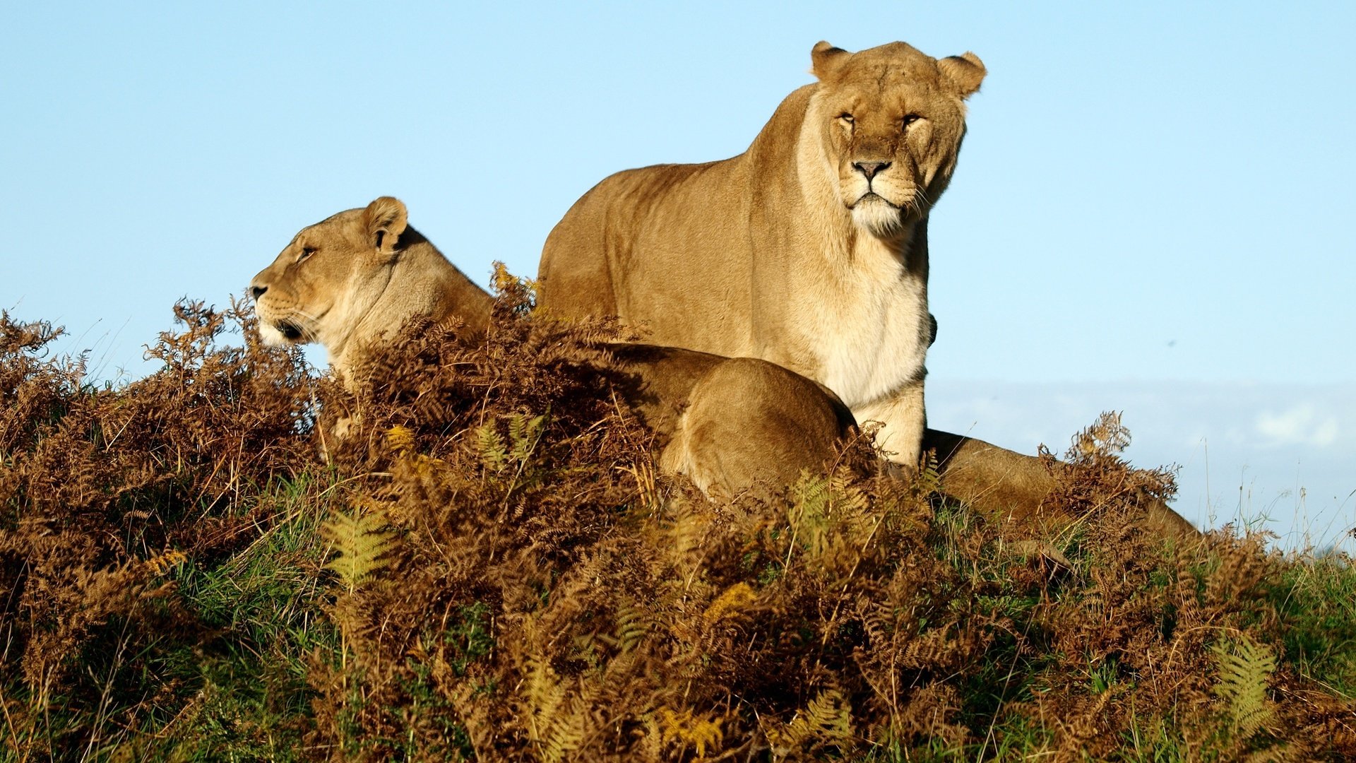 Обои трава, животные, львы, саванна, львицы, grass, animals, lions, savannah, lioness разрешение 3648x2736 Загрузить