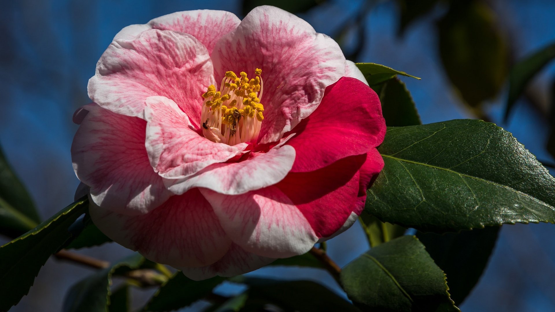 Обои листья, макро, фон, цветок, лепестки, камелия, leaves, macro, background, flower, petals, camellia разрешение 2048x1390 Загрузить