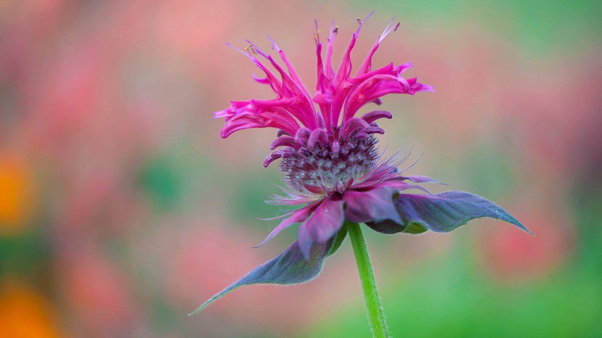 Обои макро, цветок, лепестки, размытость, сорняк, монарда, macro, flower, petals, blur, weed, monarda разрешение 4288x2848 Загрузить