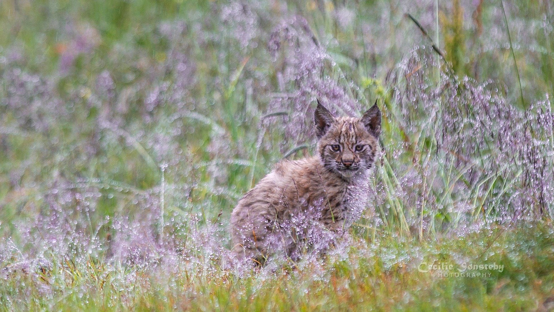 Обои трава, растения, рысь, мордочка, взгляд, малыш, детеныш, grass, plants, lynx, muzzle, look, baby, cub разрешение 2005x1128 Загрузить