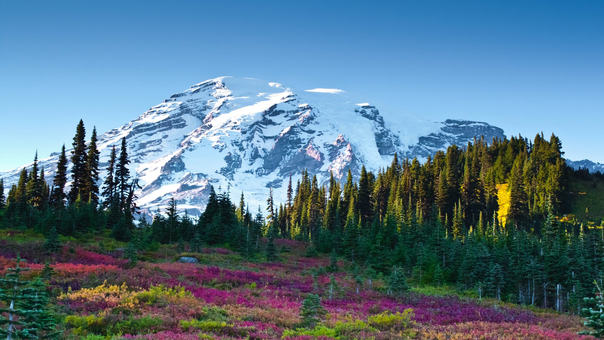 Обои небо, цветы, горы, лес, пейзаж, ели, the sky, flowers, mountains, forest, landscape, ate разрешение 4752x3168 Загрузить