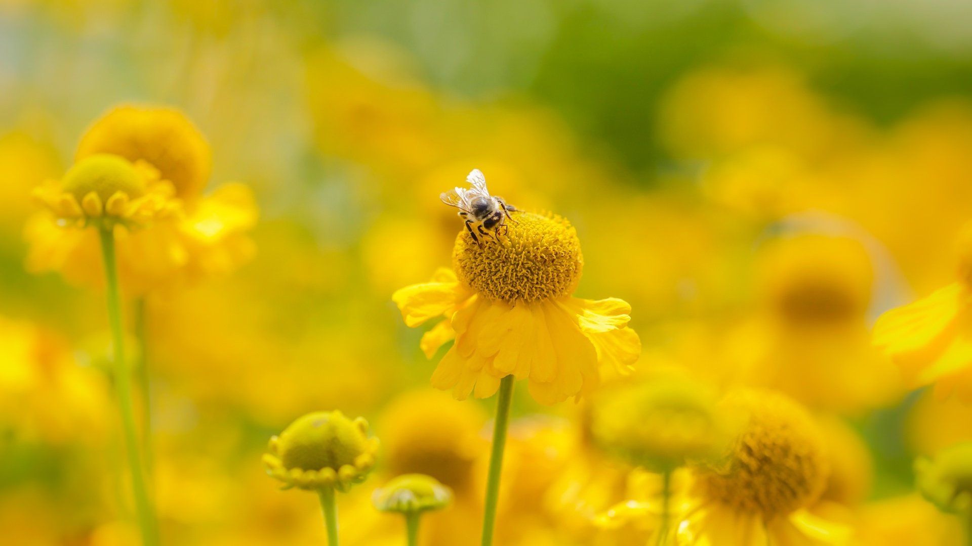 Обои цветы, насекомое, лето, размытость, пчела, желтые, flowers, insect, summer, blur, bee, yellow разрешение 2400x1350 Загрузить