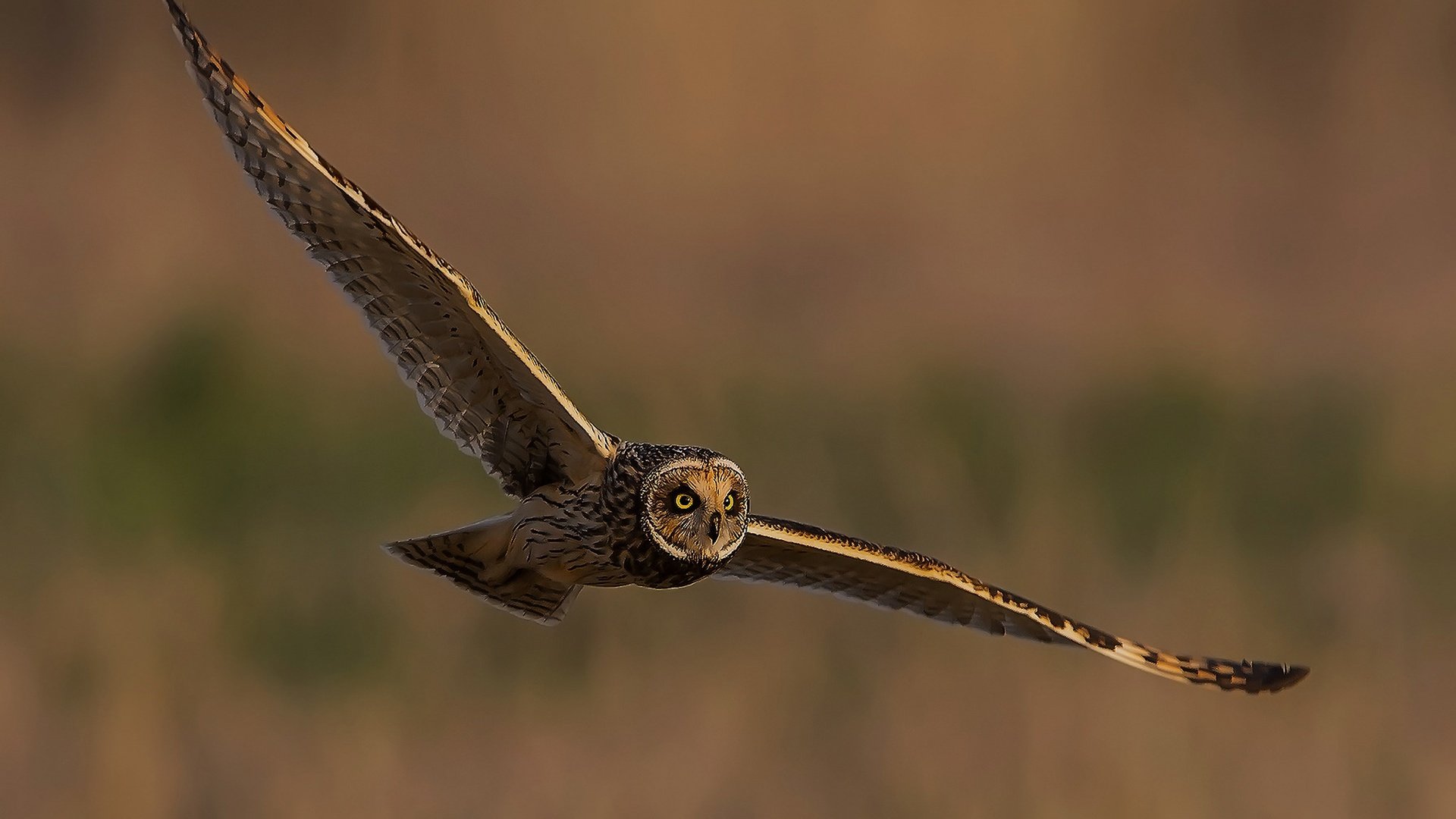 Обои сова, полет, крылья, птица, неясыть, owl, flight, wings, bird разрешение 2048x1354 Загрузить