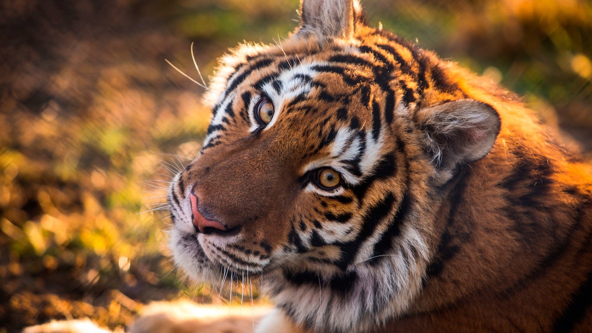Красивые картинки тигра