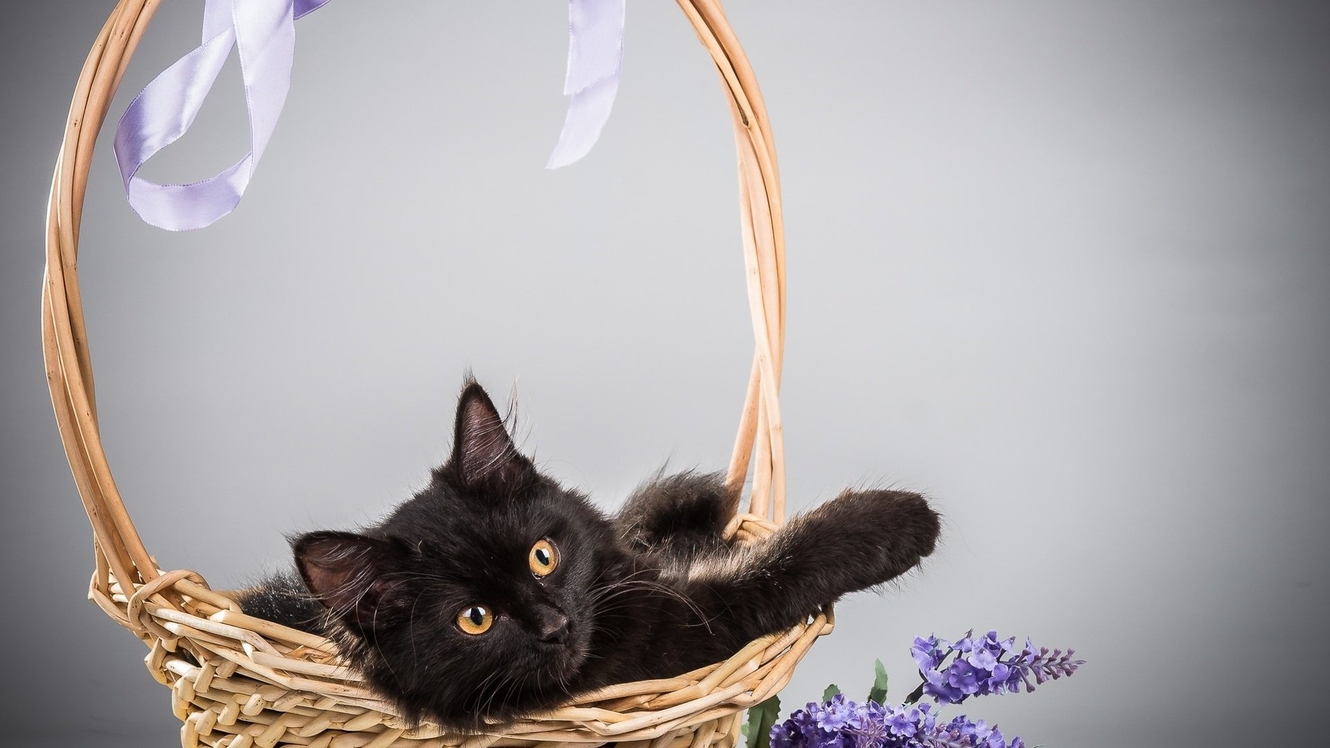 Обои цветы, фон, кот, кошка, корзина, сирень, flowers, background, cat, basket, lilac разрешение 2000x1720 Загрузить