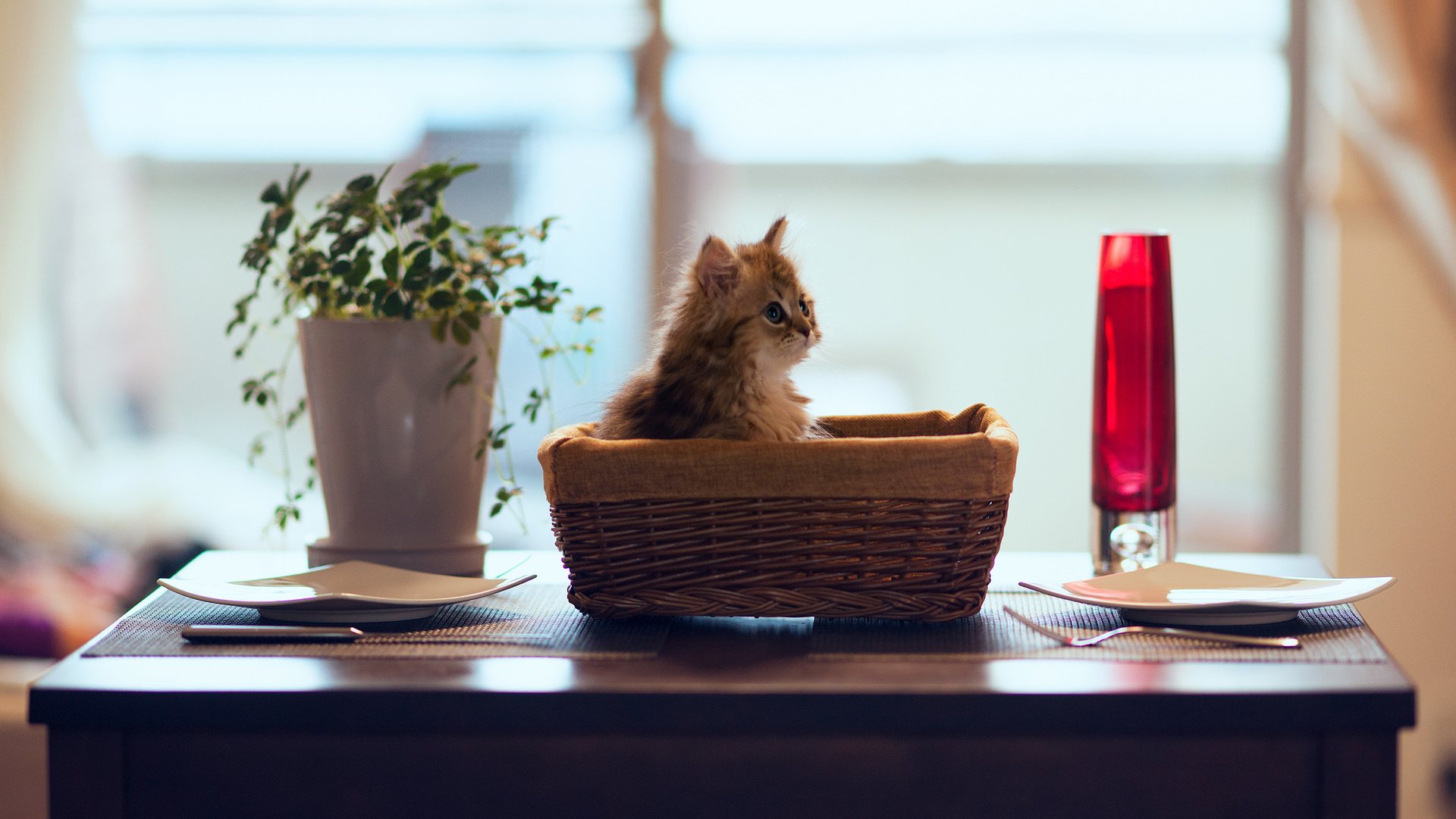 Обои цветок, кошка, котенок, стол, корзина, тарелки, ben torode, дейзи, flower, cat, kitty, table, basket, plates, daisy разрешение 2048x1366 Загрузить